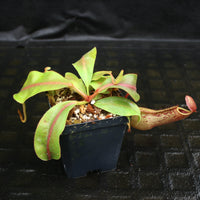 Nepenthes veitchii JB x boschiana JB, CAR-0148, pitcher plant, carnivorous plant, collectors plant, large pitchers, rare plants