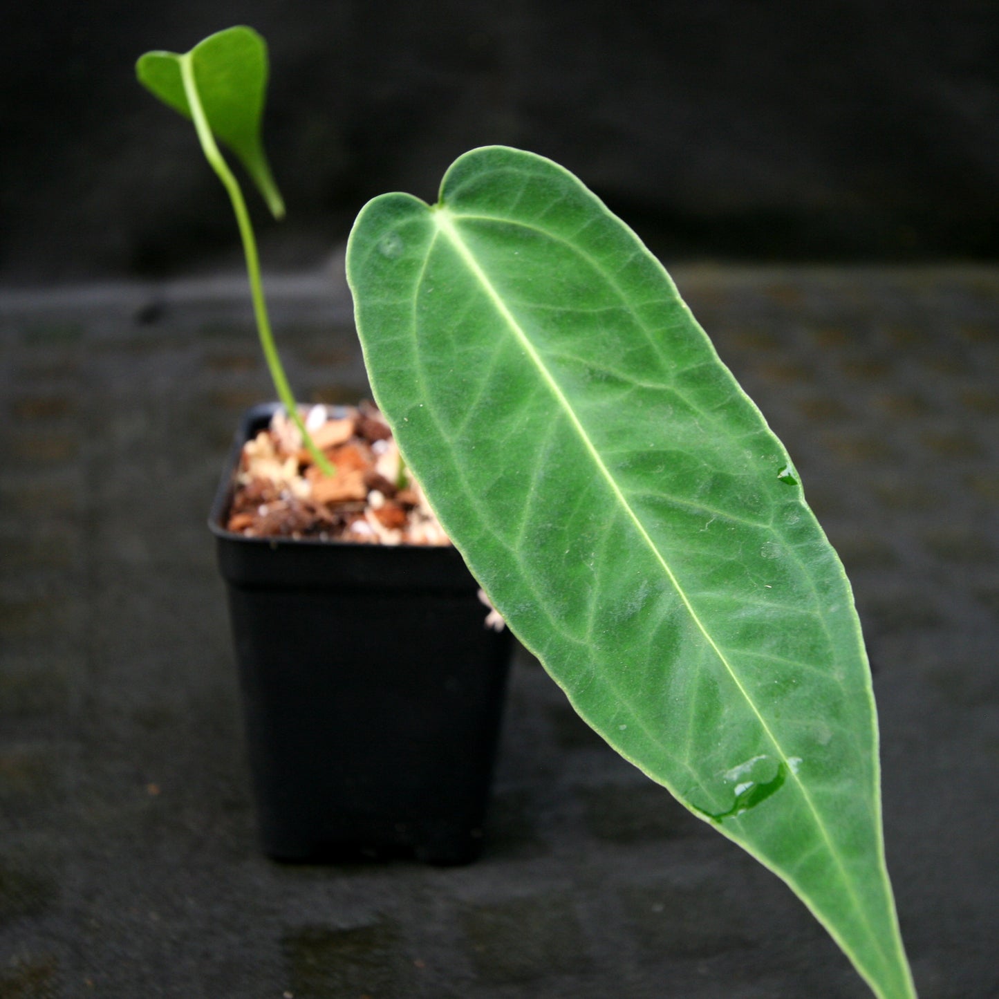 Anthurium aff. cirinoi