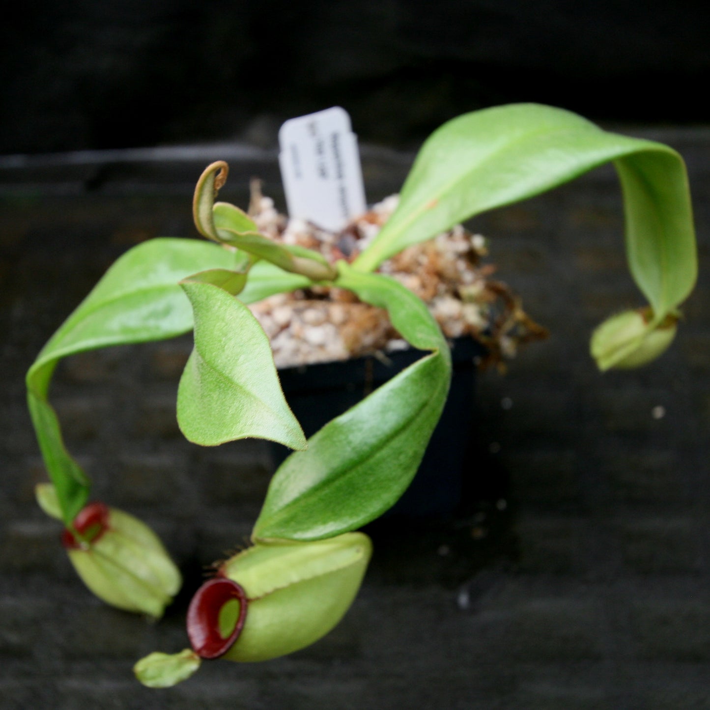 Nepenthes ampullaria