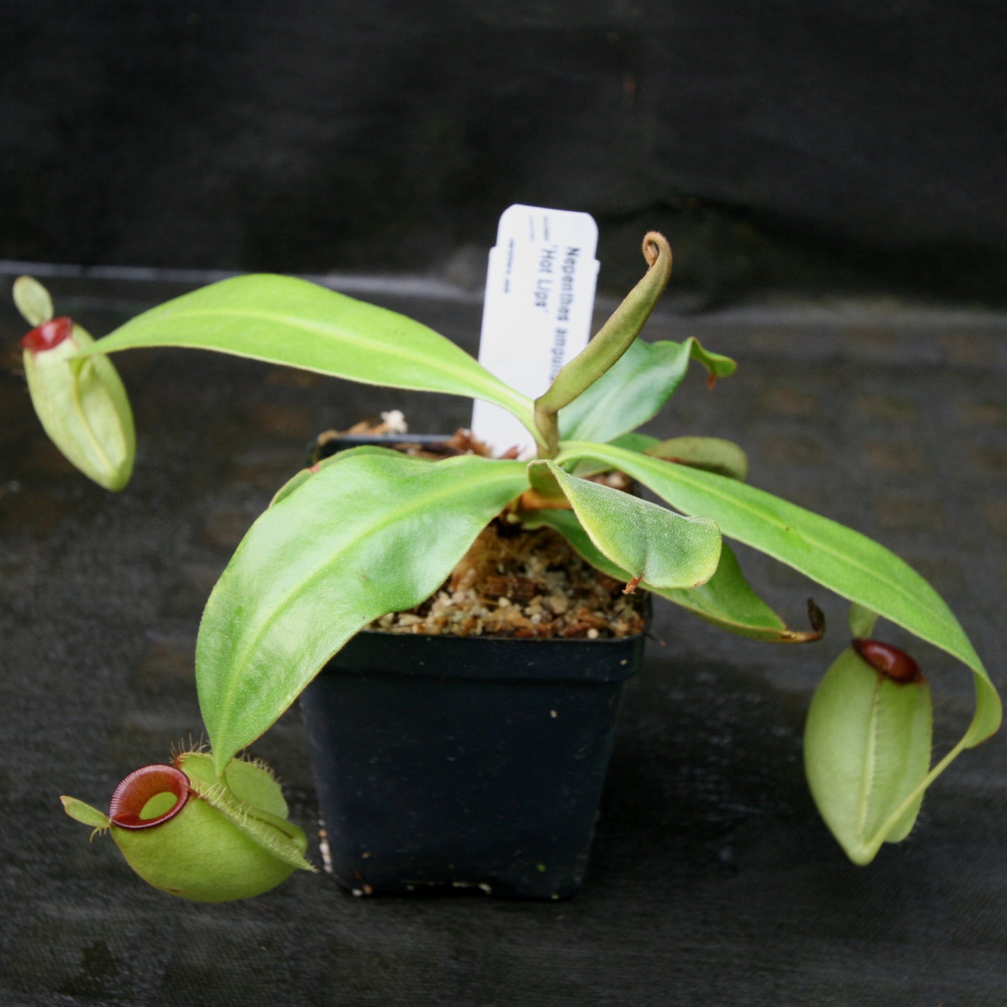 Nepenthes ampullaria