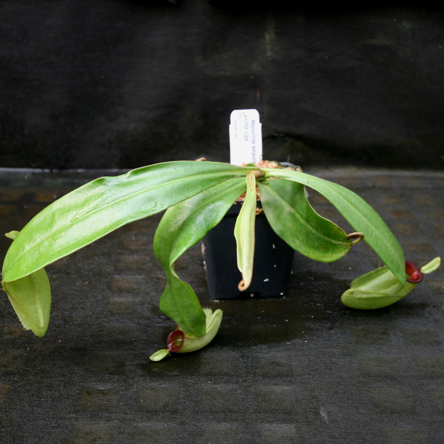 Nepenthes ampullaria