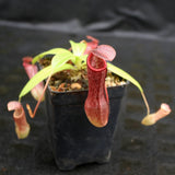 Nepenthes ventricosa x (izumiae x remispina), CAR-0139, pitcher plant, carnivorous plant, collectors plant, large pitchers, rare plants 