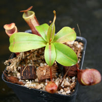Nepenthes mira, BE-3979