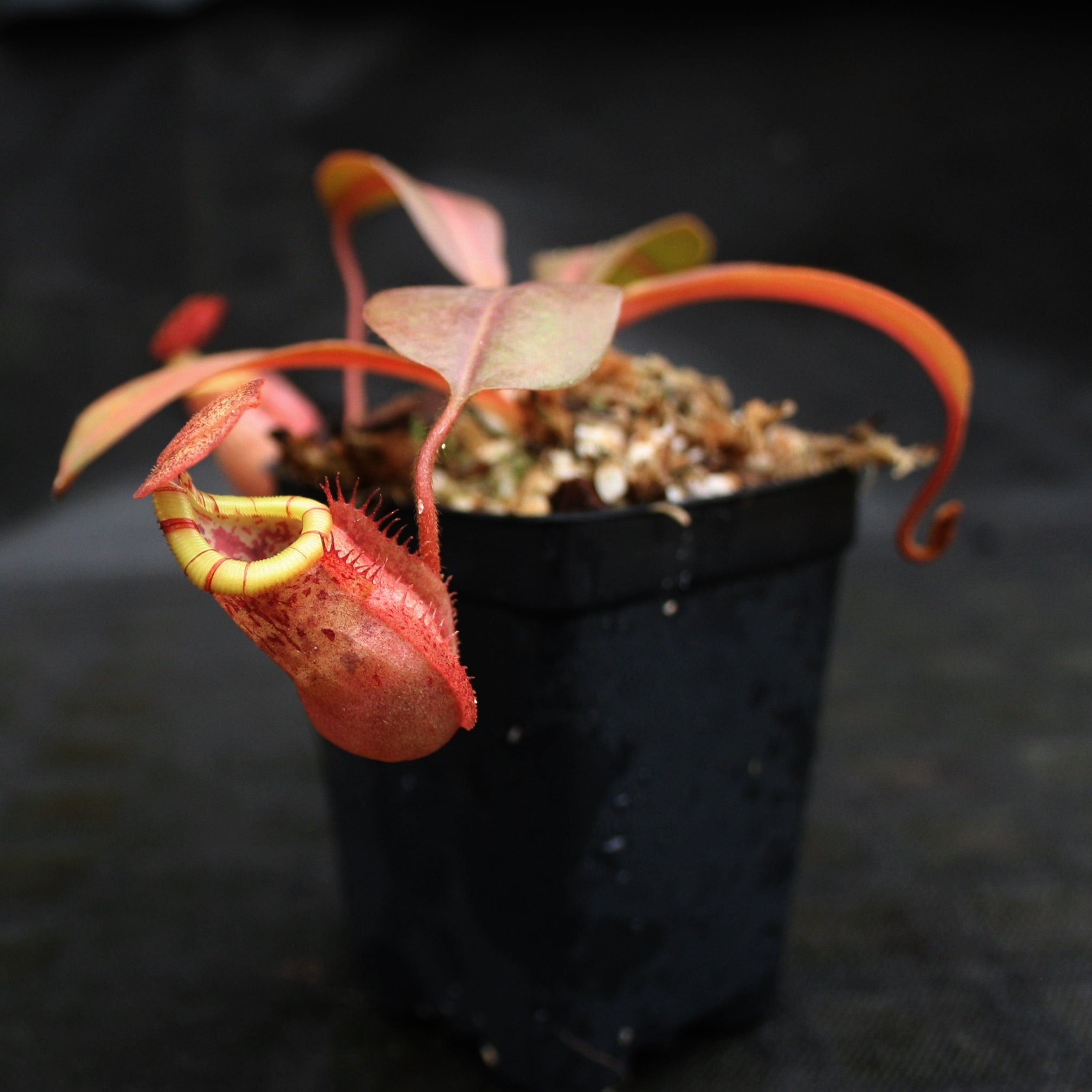 Nepenthes rajah x (burbidgeae x edwardsiana) | Tom's Carnivores