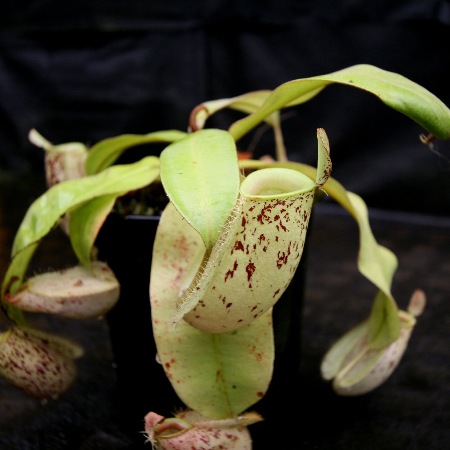 Nepenthes ampullaria (Tricolor x Purple Stripe 2), CAR-0180