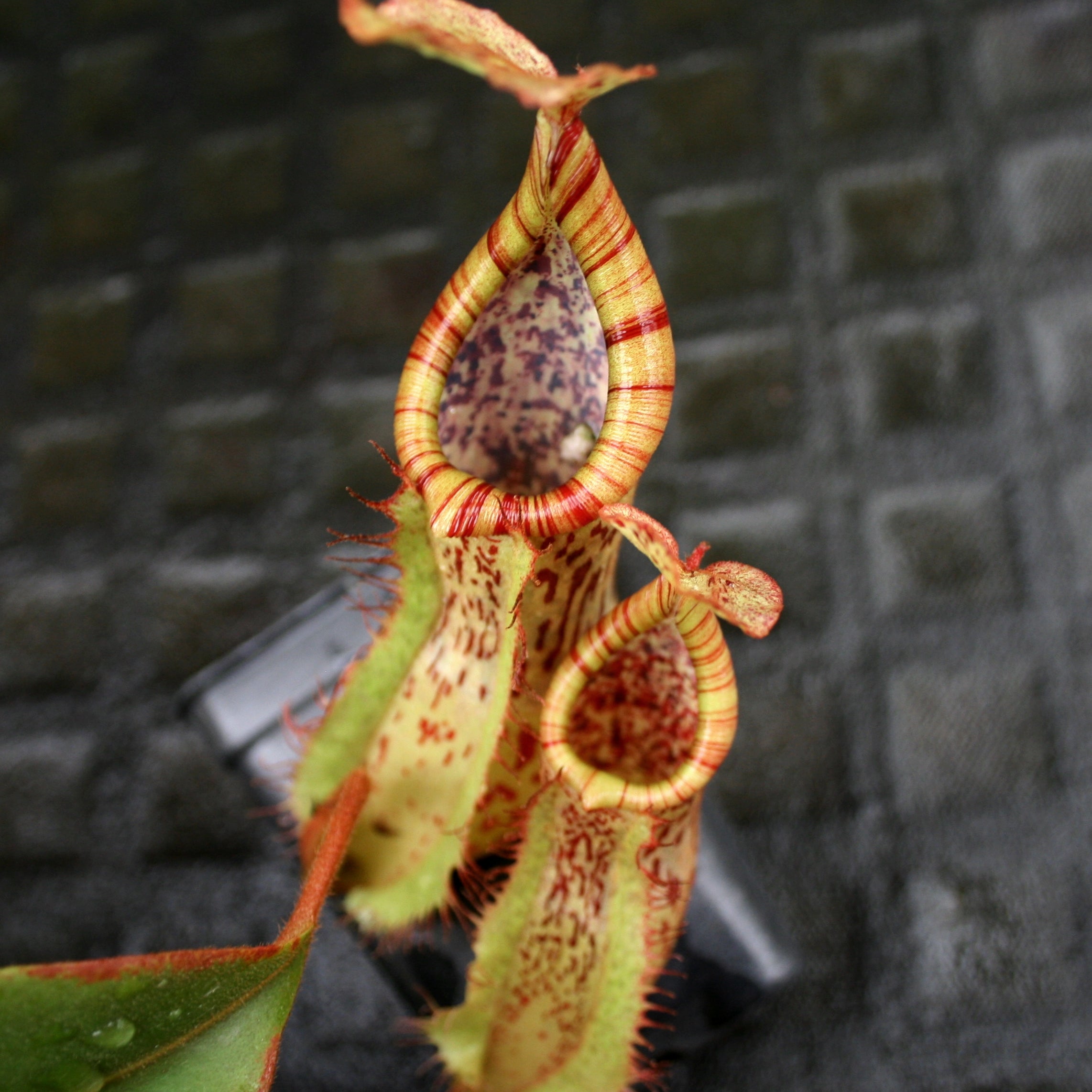 Nepenthes smilesii x platychila, CAR-0115 – Carnivero