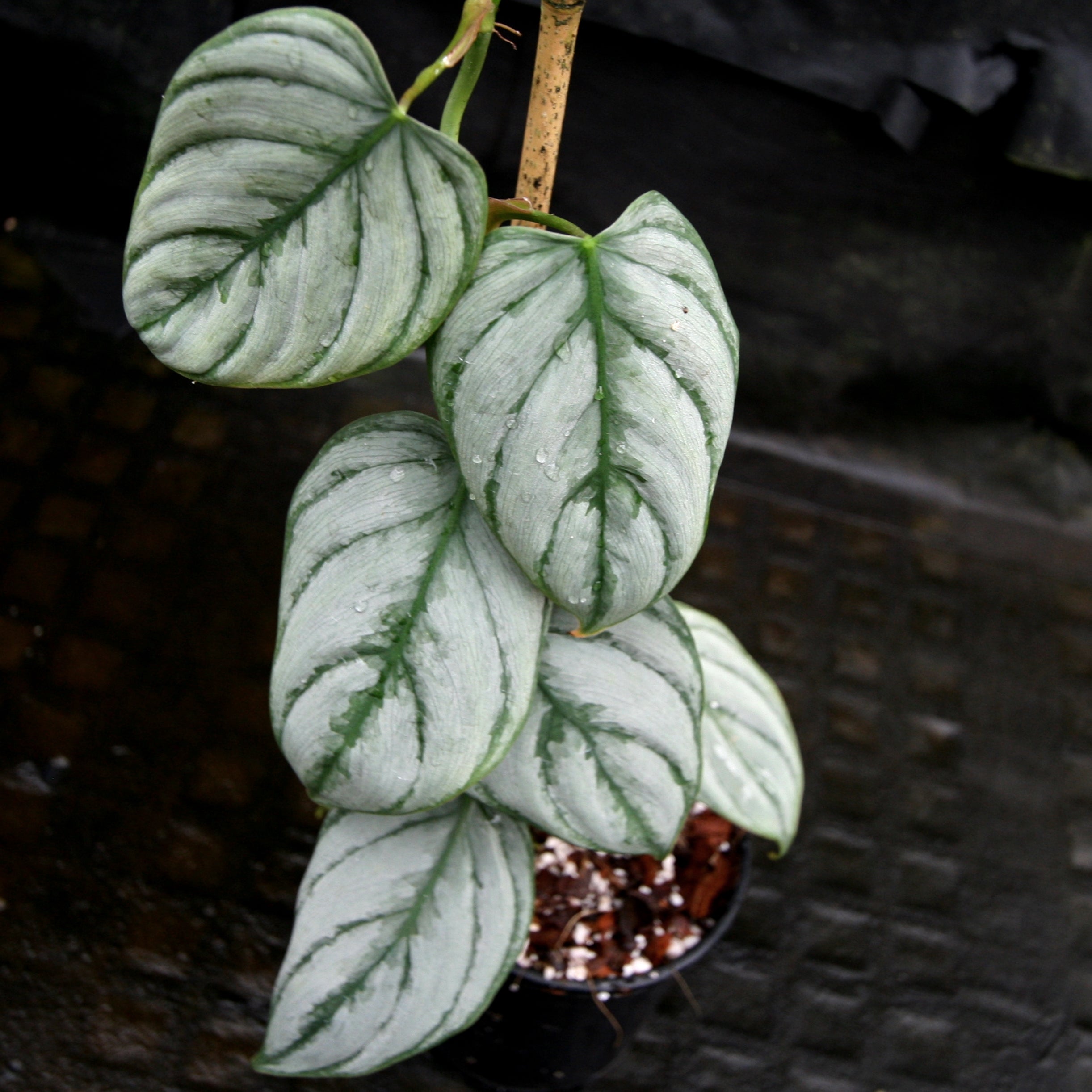 brande philodendron Philodendron brandtianum – Carnivero