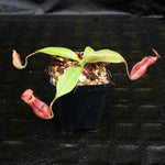 Nepenthes (spathulata x spectabilis) x (lowii x campanulata), CAR-0125, pitcher plant, carnivorous plant, collectors plant, large pitchers, rare plants