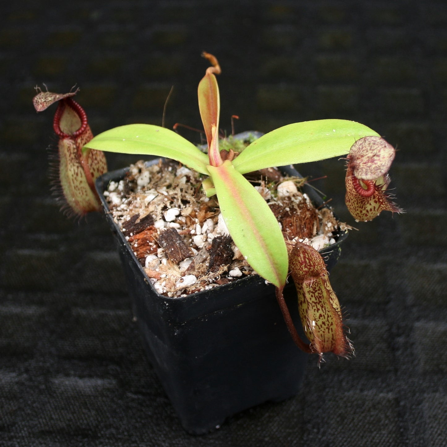 Nepenthes singalana Belirang x (singalana x diabolica), CAR-0111