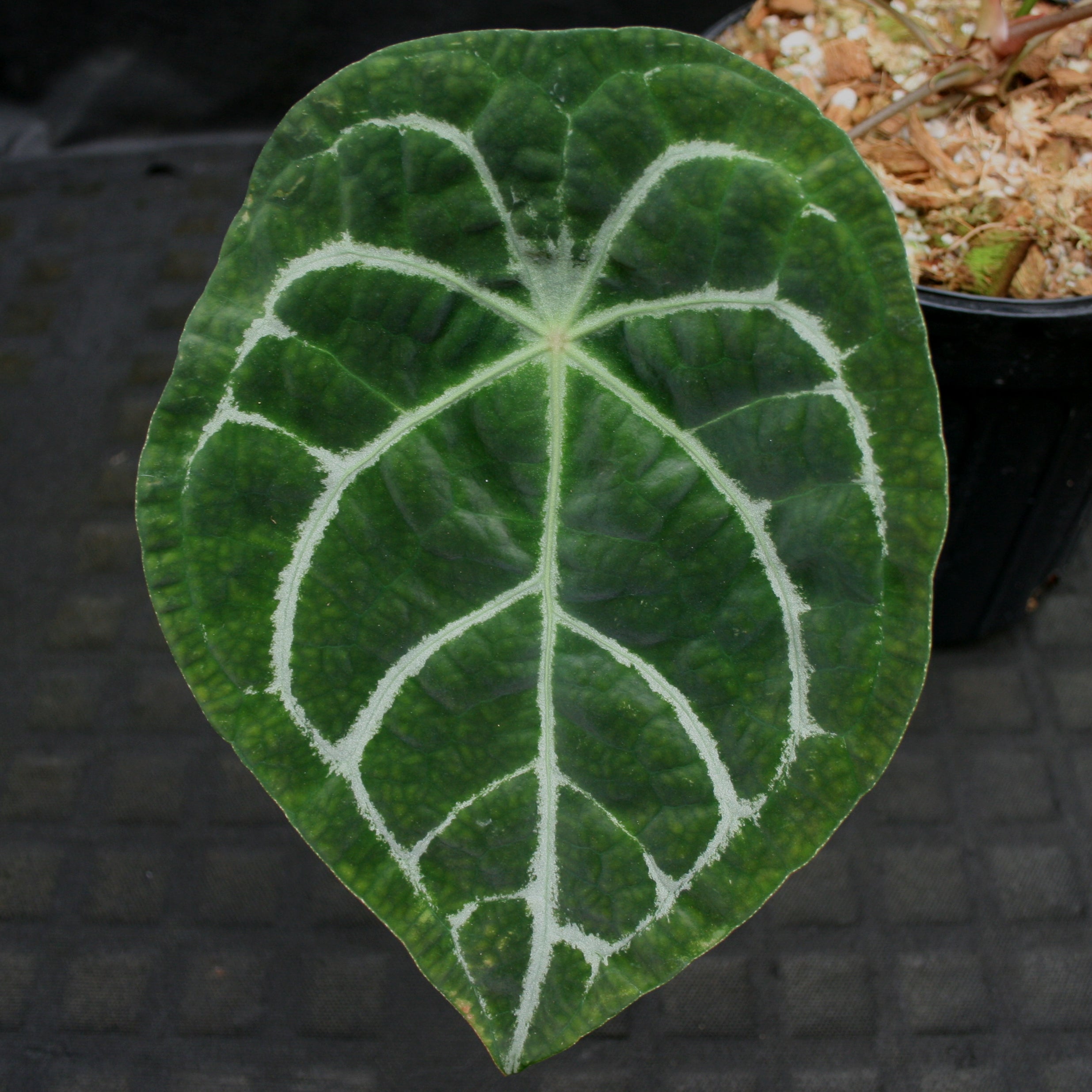 anthurium forgetii dark vs silver Anthurium forgetii (silver)