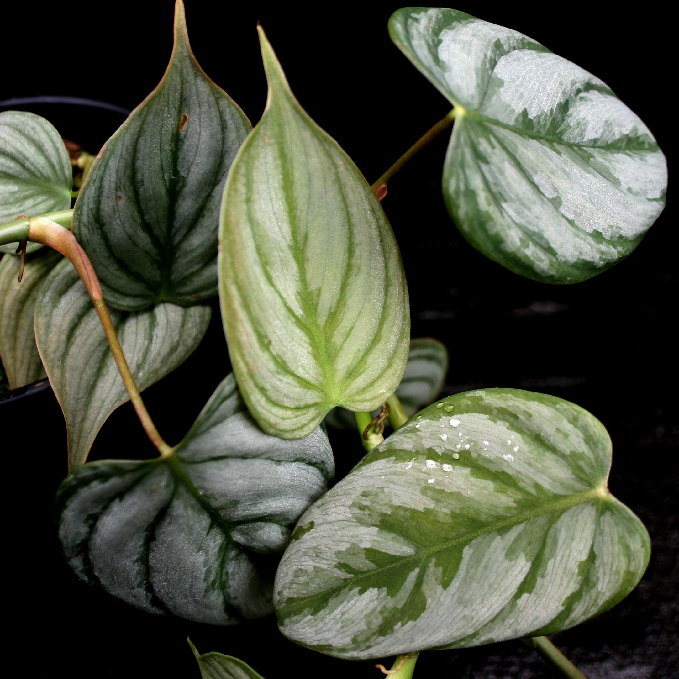 pack of succulents Haworthia Variety Pack main image 1