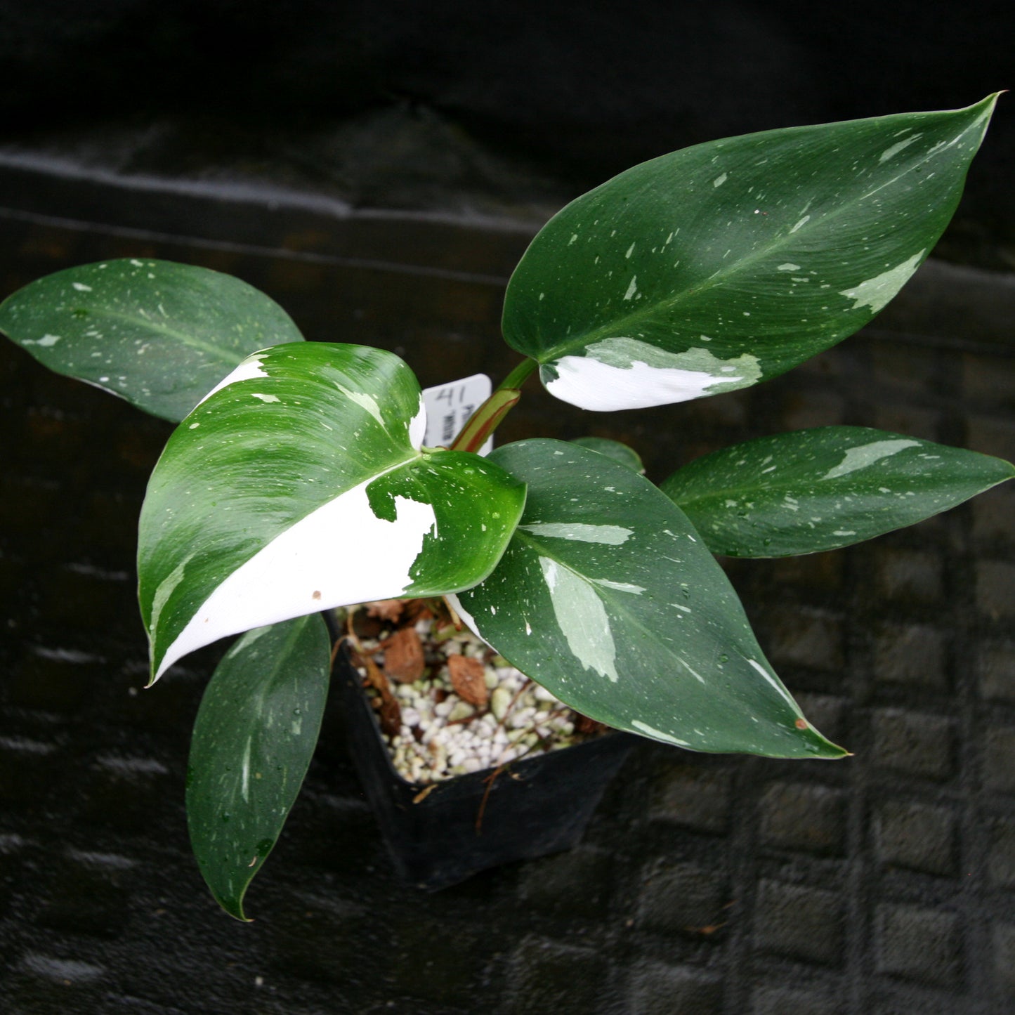 Philodendron 'White Princess'
