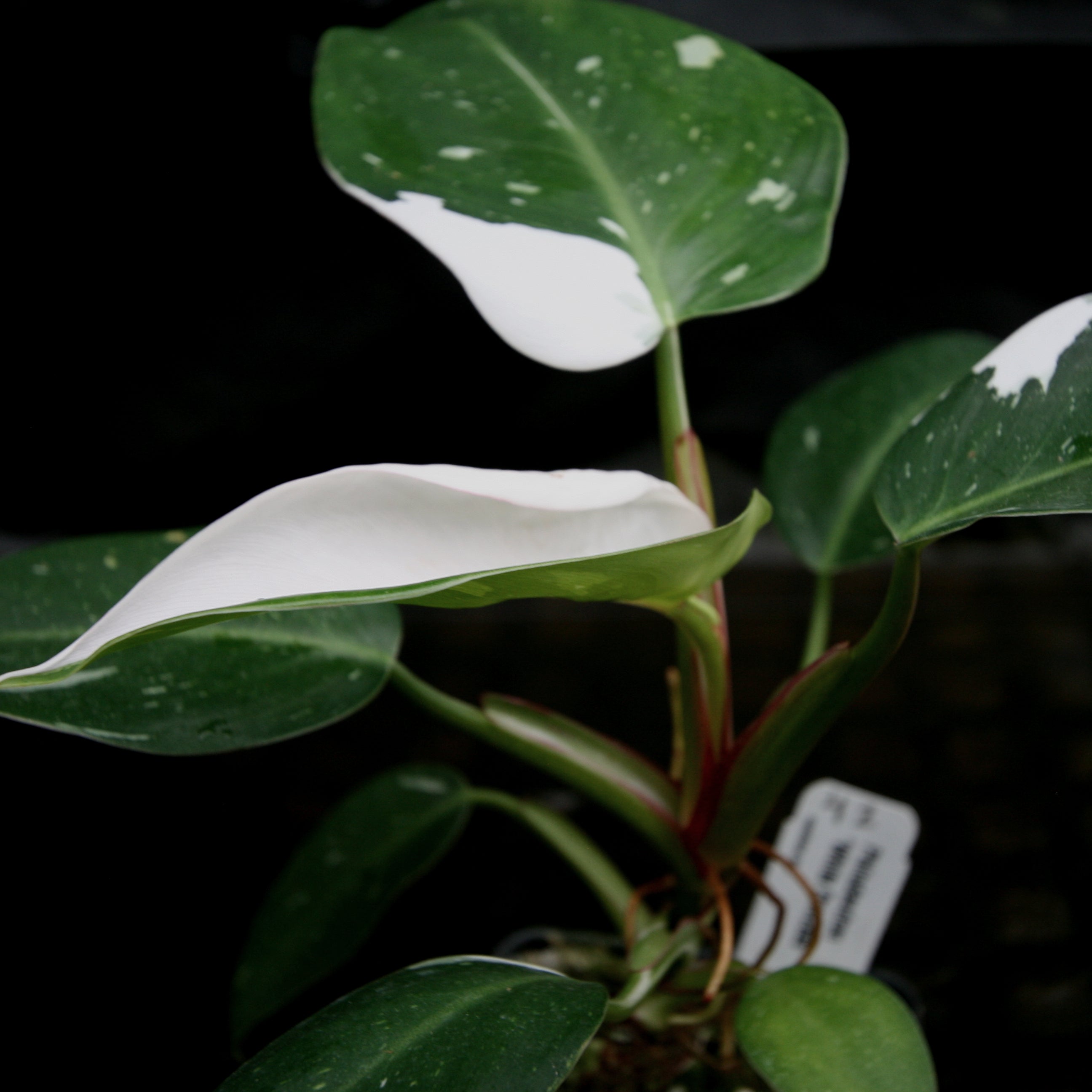 philodendron albino Philodendron 'White Princess' – Carnivero
