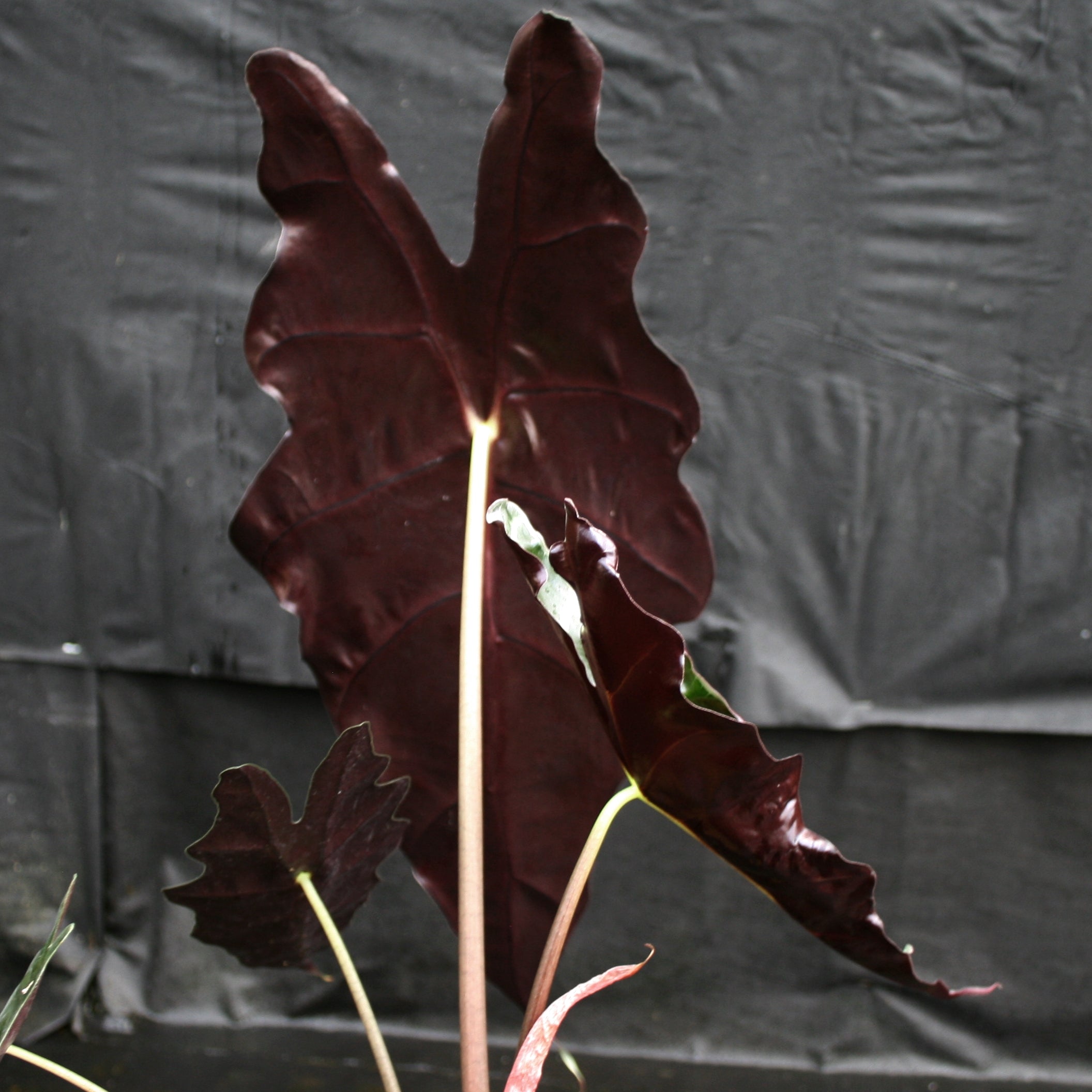 elephant ear plant purple Alocasia 'Purpley' Elephant Ear plant – Carnivero