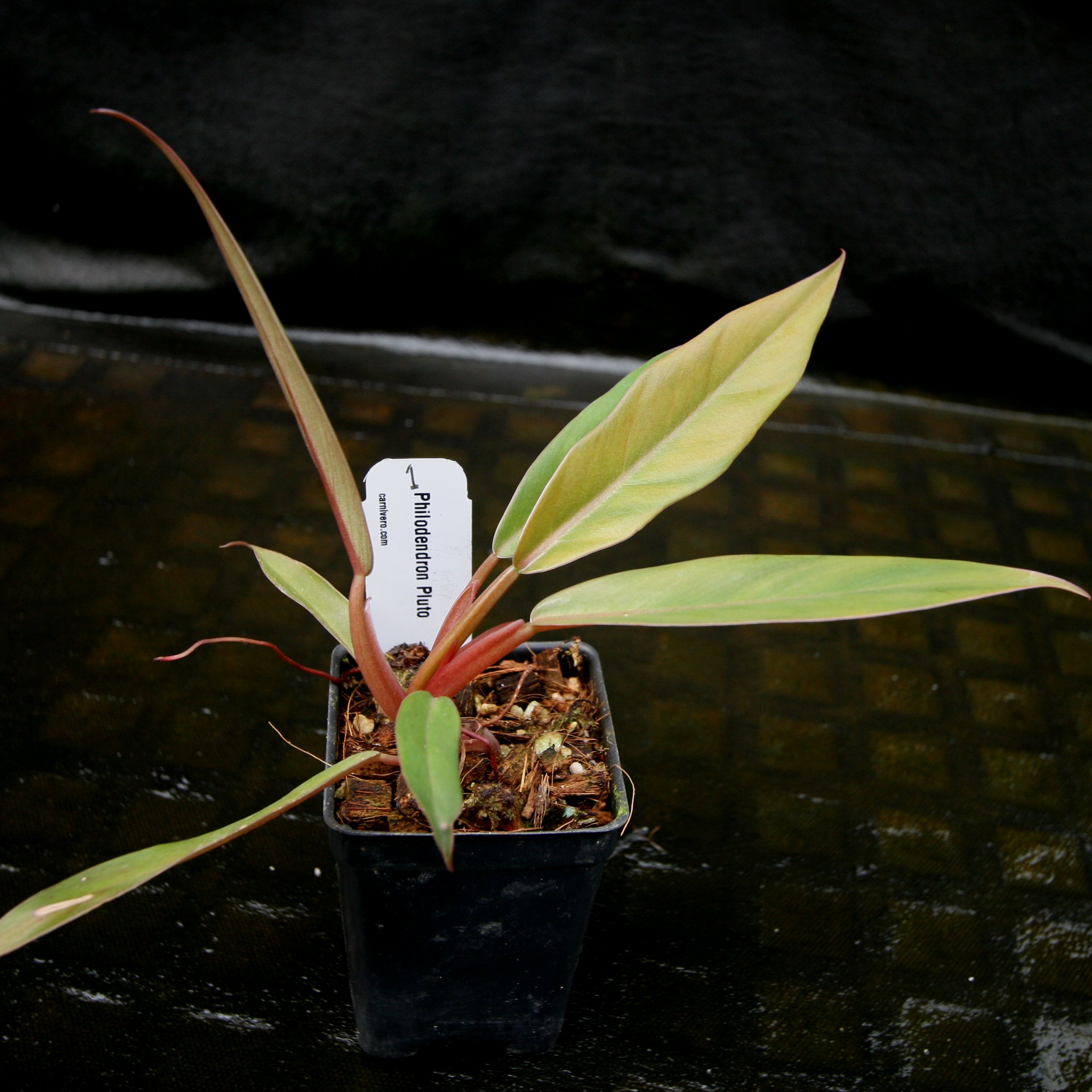 philodendron pluto caramel Philodendron Pluto (reverted Caramel Marble)
