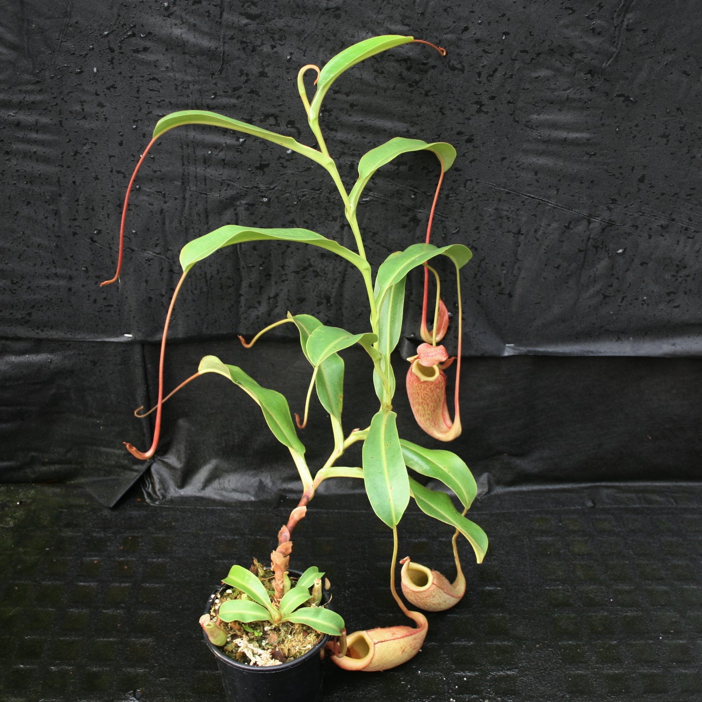 Nepenthes 'Splendid Diana' x veitchii