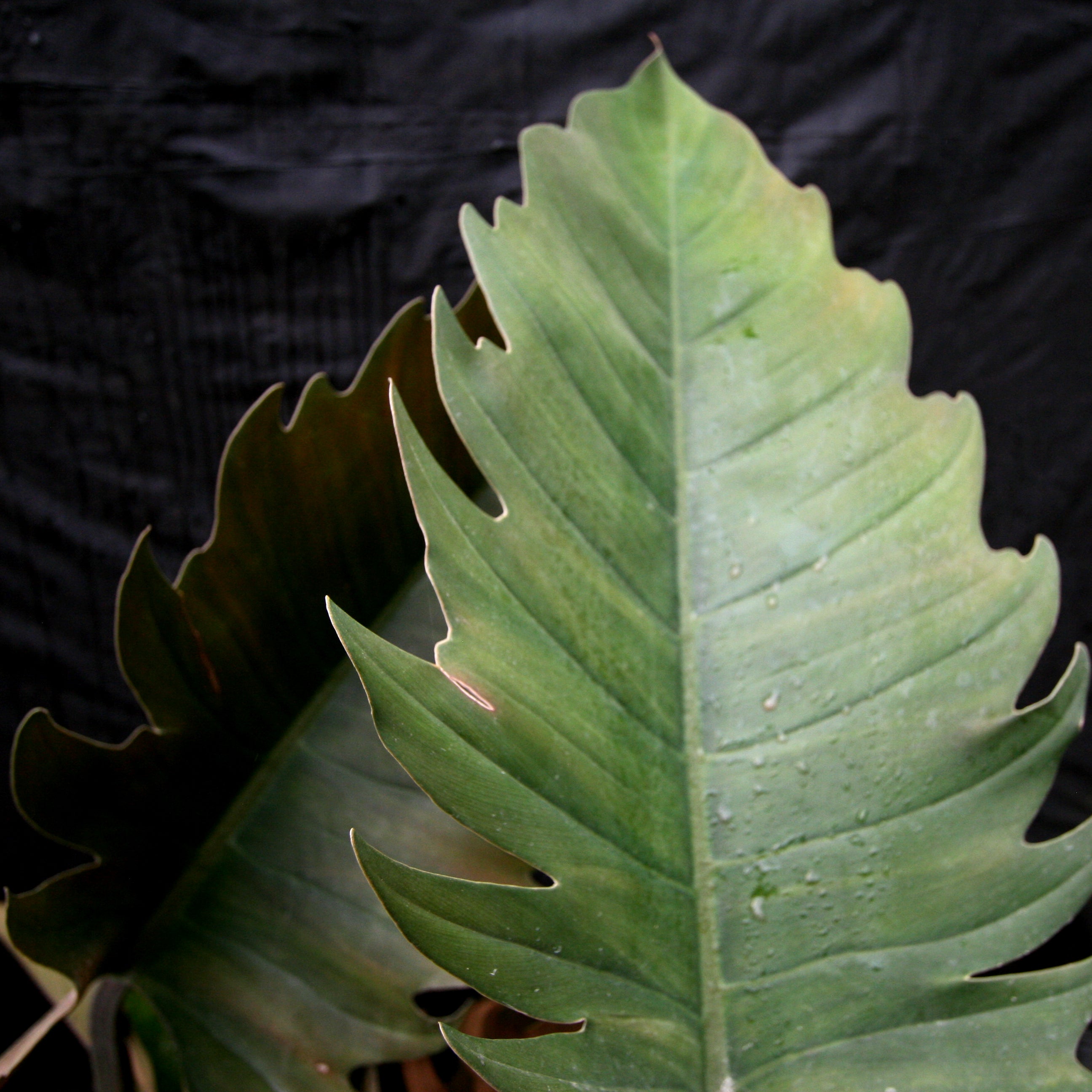 caramel pluto philodendron Philodendron Pluto (reverted Caramel Marble) – Carnivero
