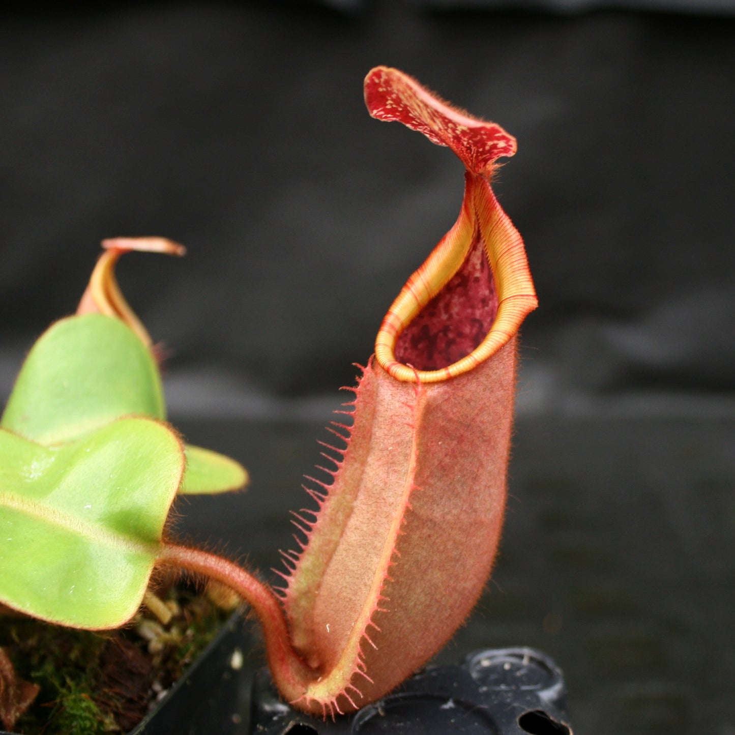 Nepenthes veitchii (#5 x