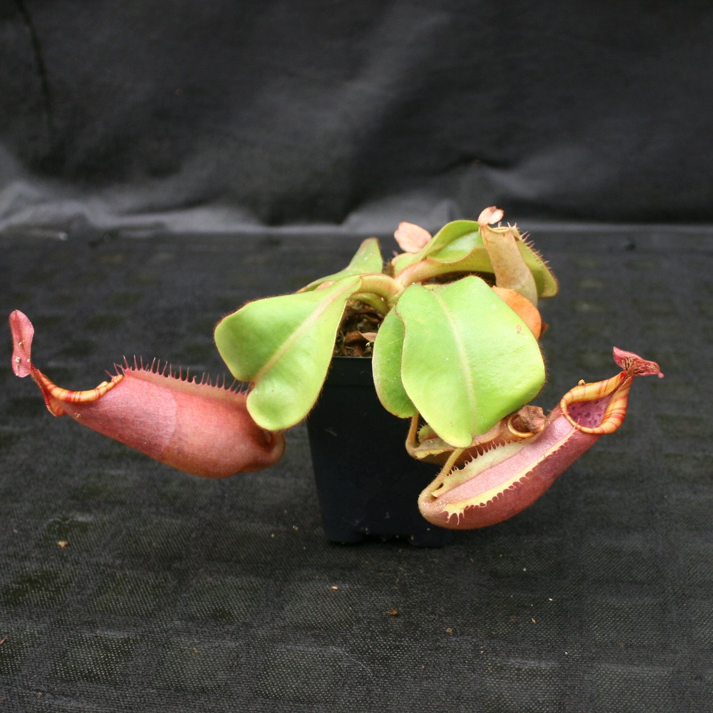 Nepenthes veitchii (#5 x