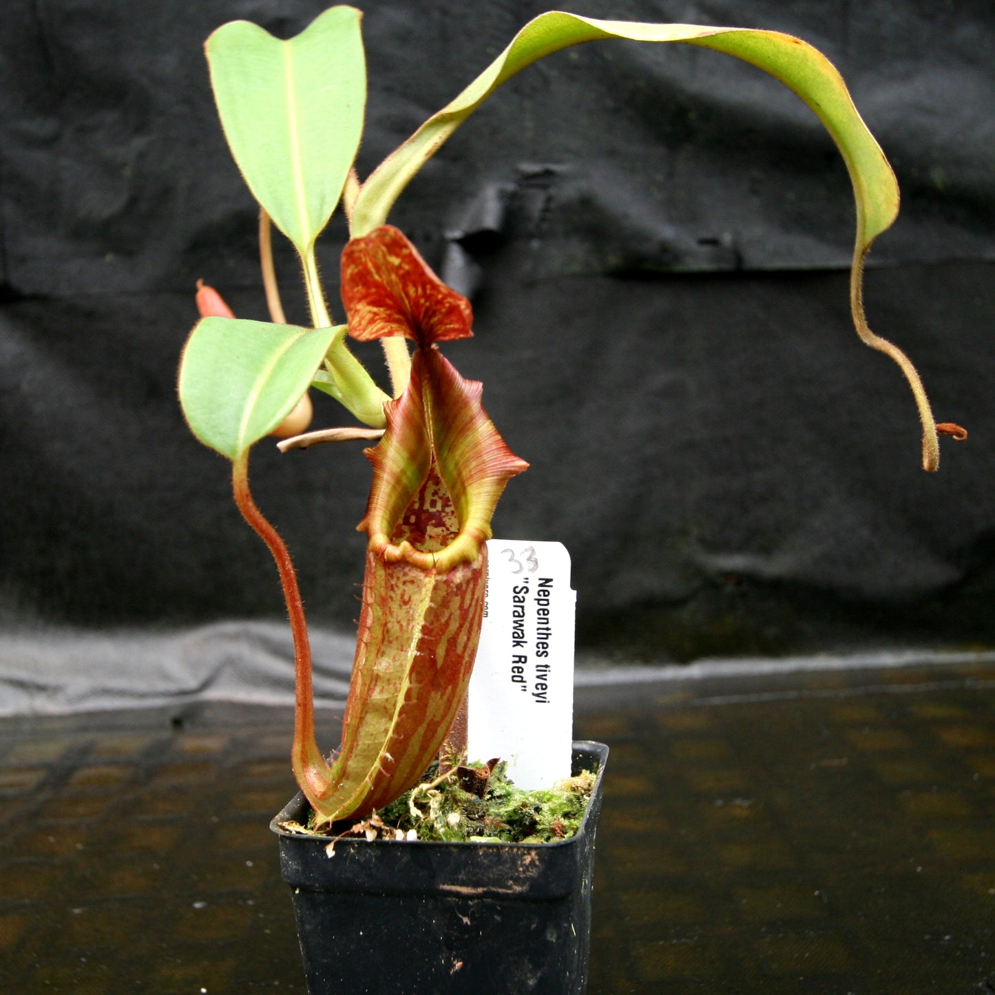 Nepenthes tiveyi