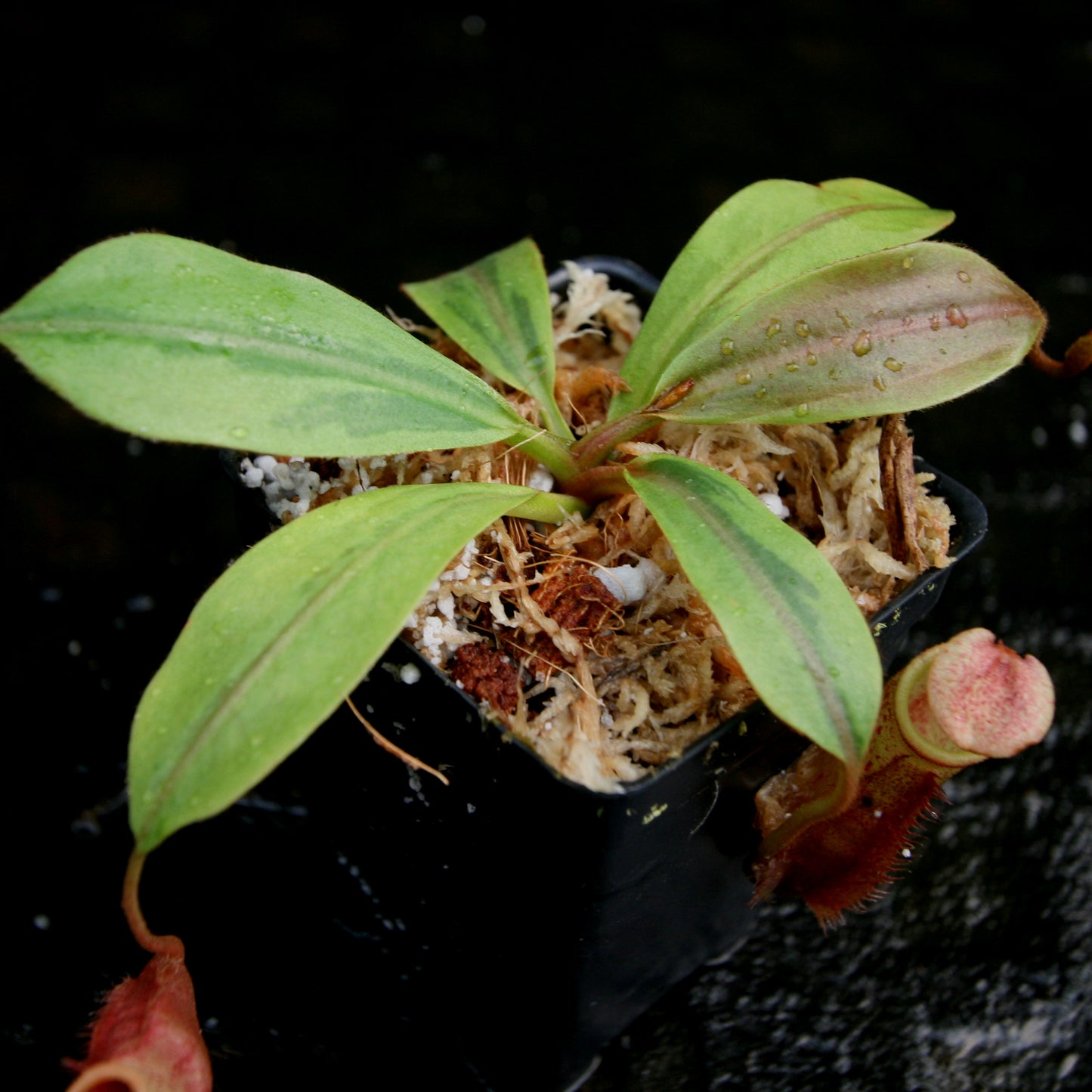 Nepenthes veitchii JB x mira, variegated, CAR-0230