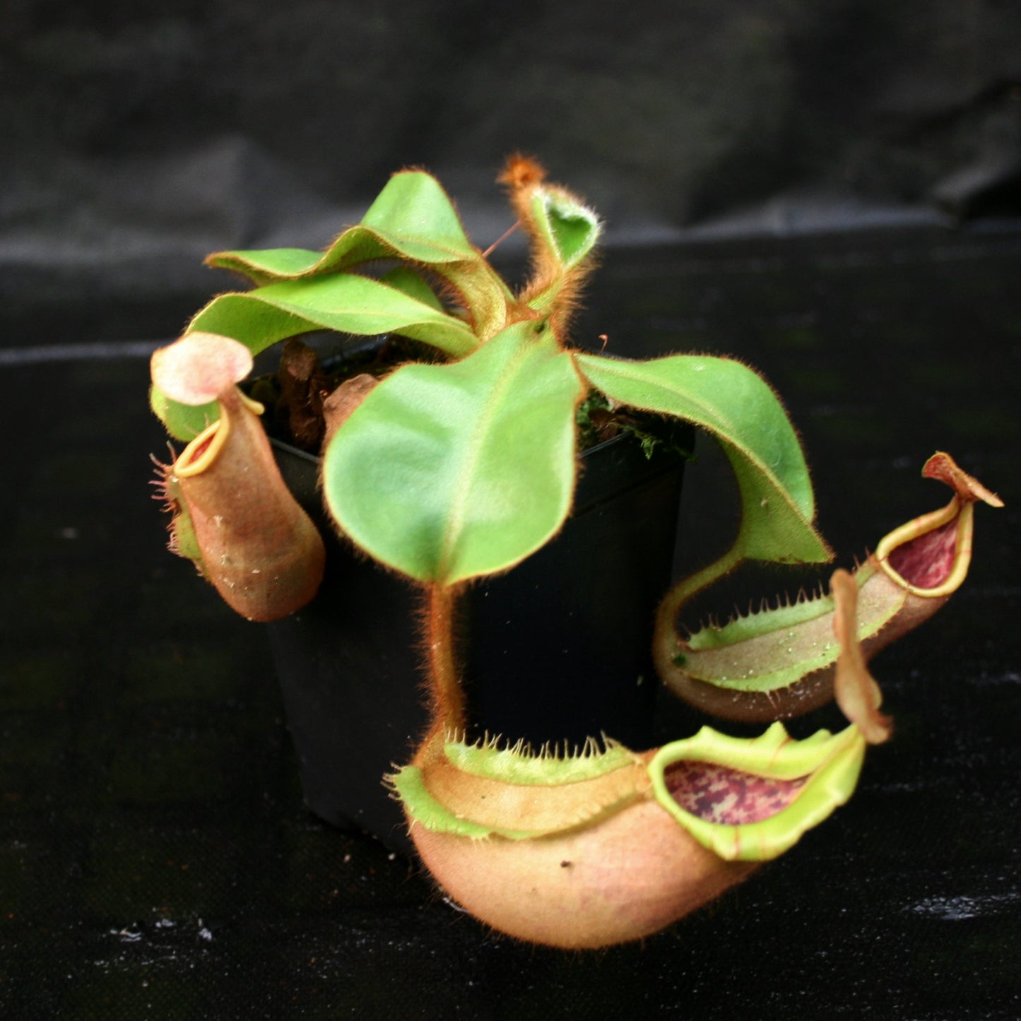 Nepenthes veitchii (#5 x