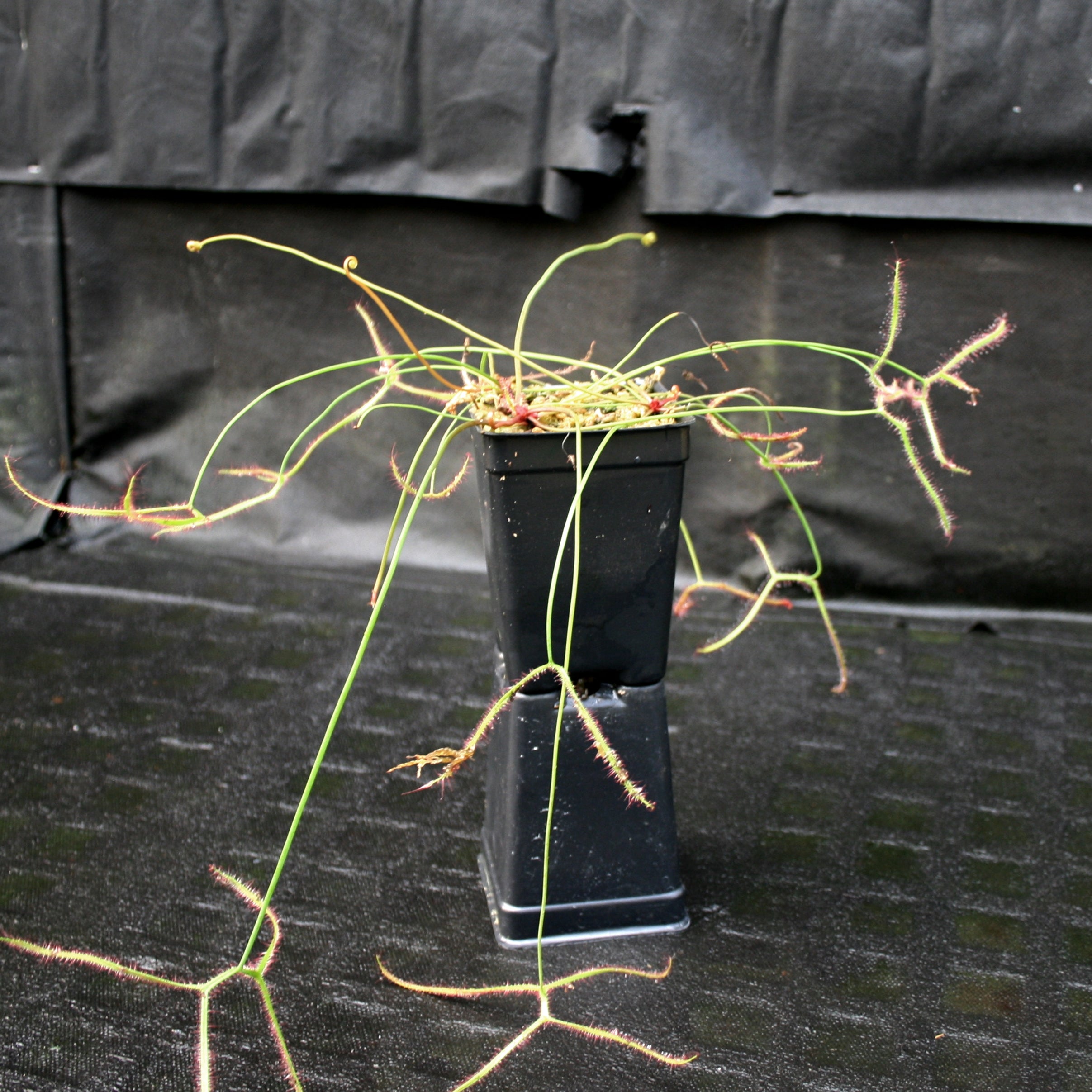 Drosera binata var multifida 