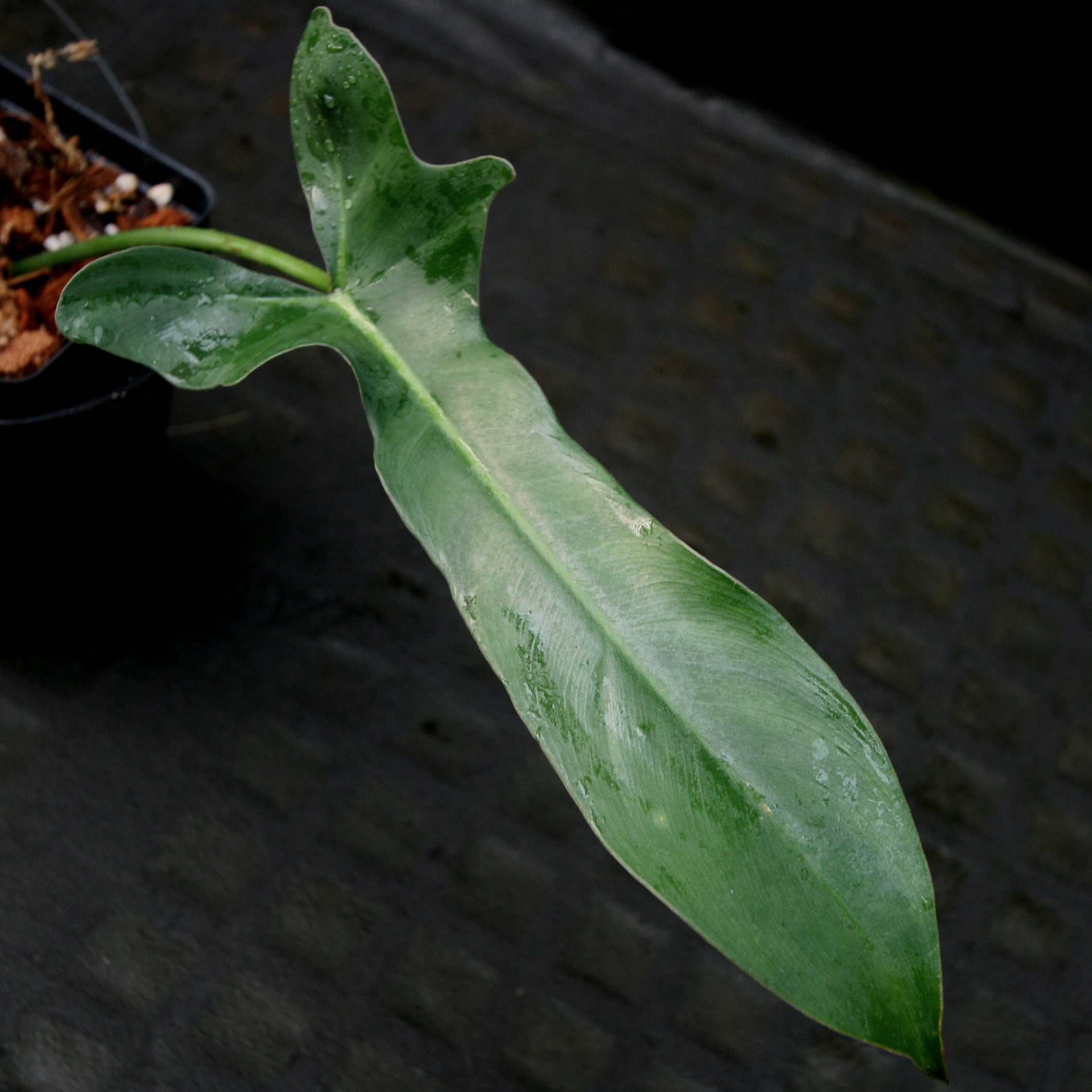 大株　Philodendron ’Lelano Miyano’ フィロデンドロン Philodendron Longilobatum Lelano Miyano large