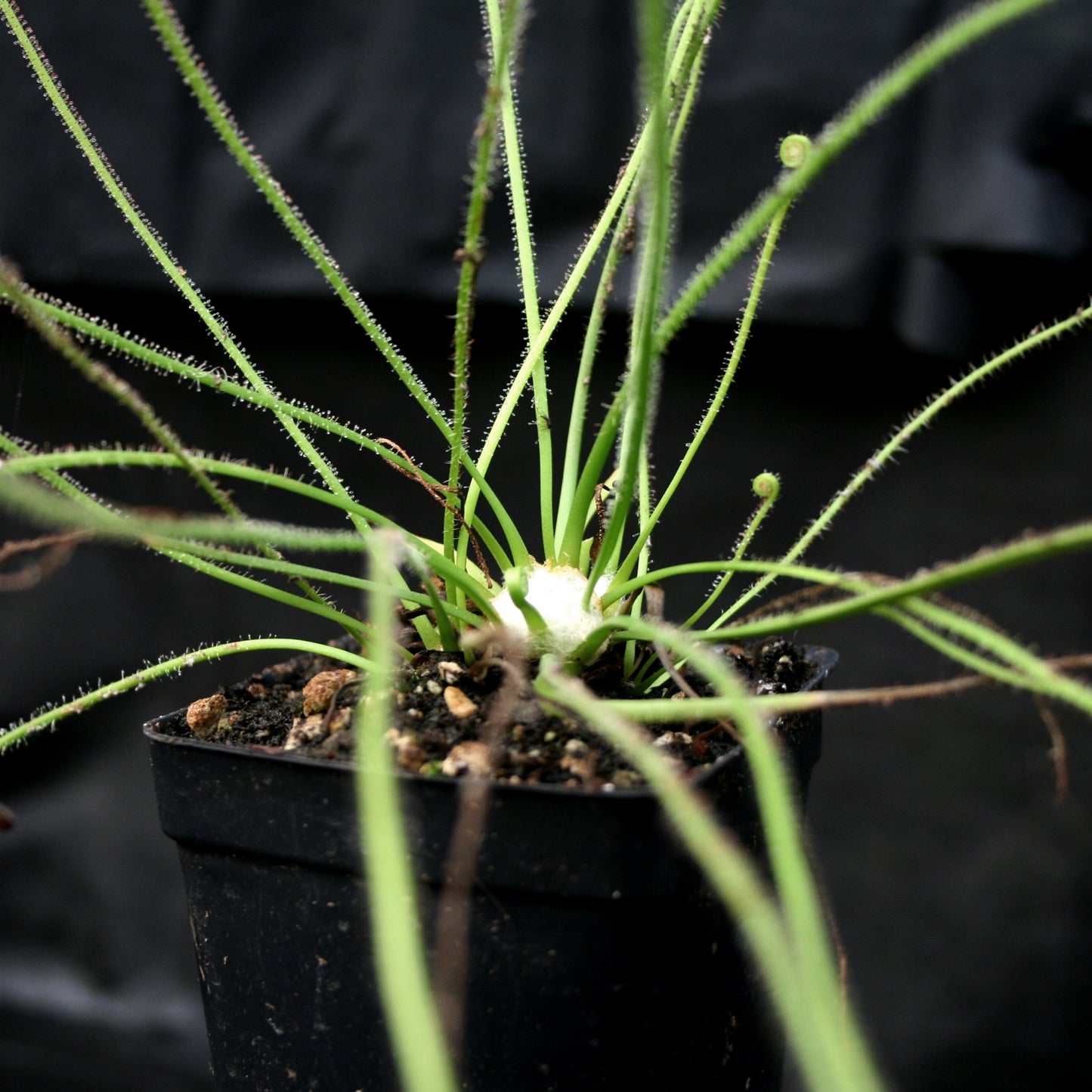 Drosera filiformis