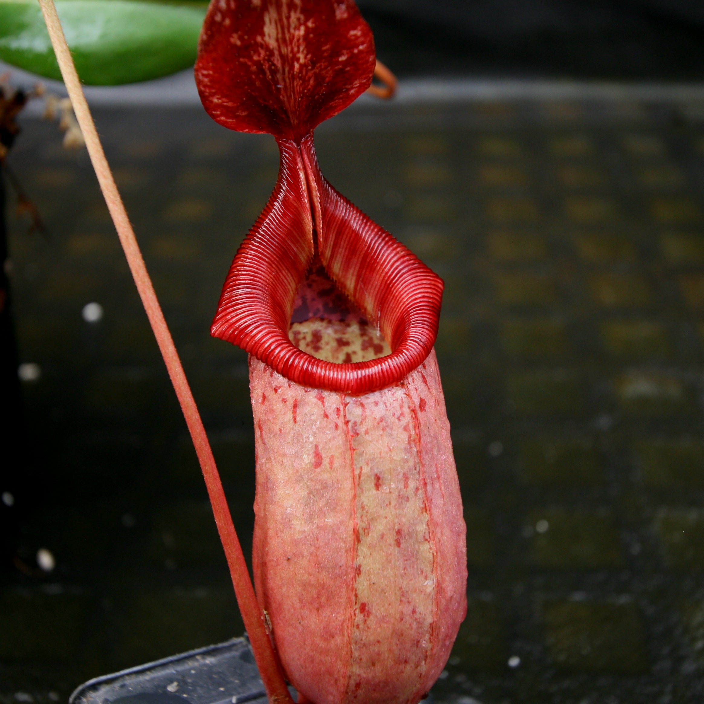 N.(ventricosa(コクサイ) x sibuyanensis) x peltata Seed Grown