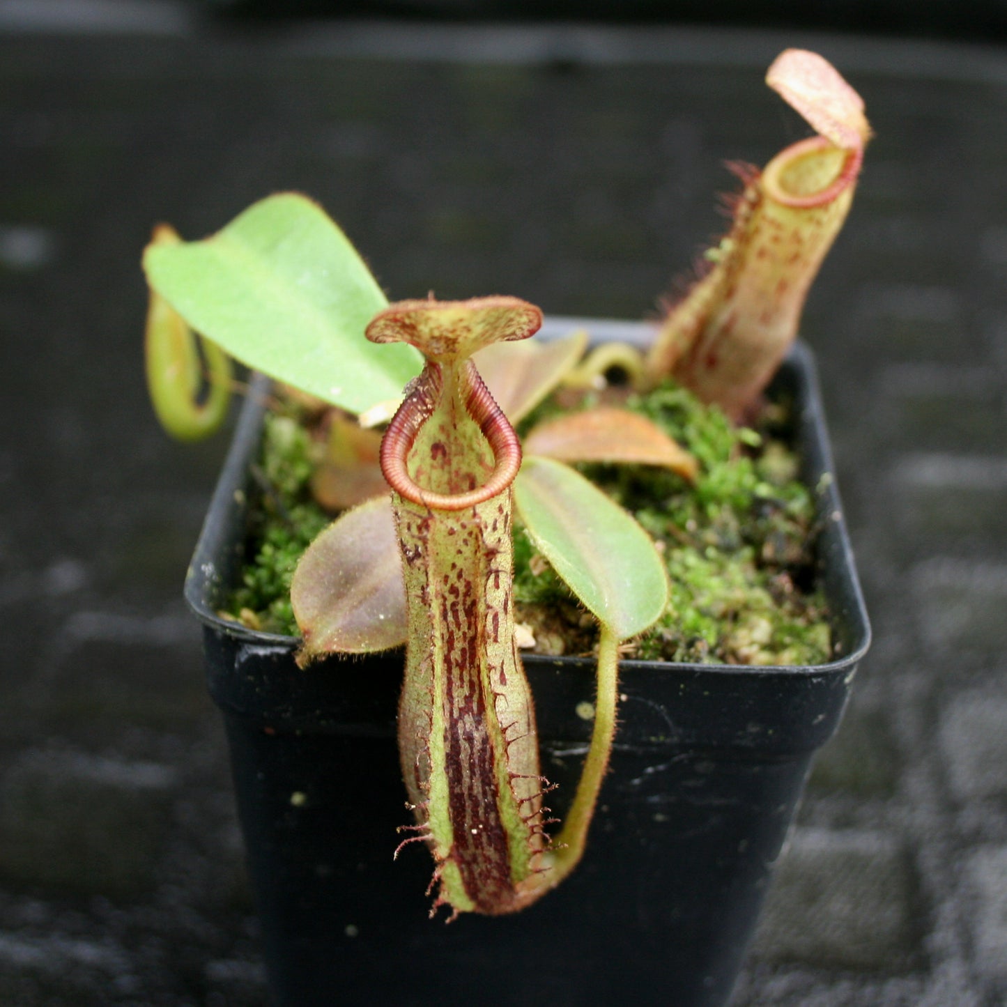 Nepenthes (veitchii x lowii) x platychila, BE-3920