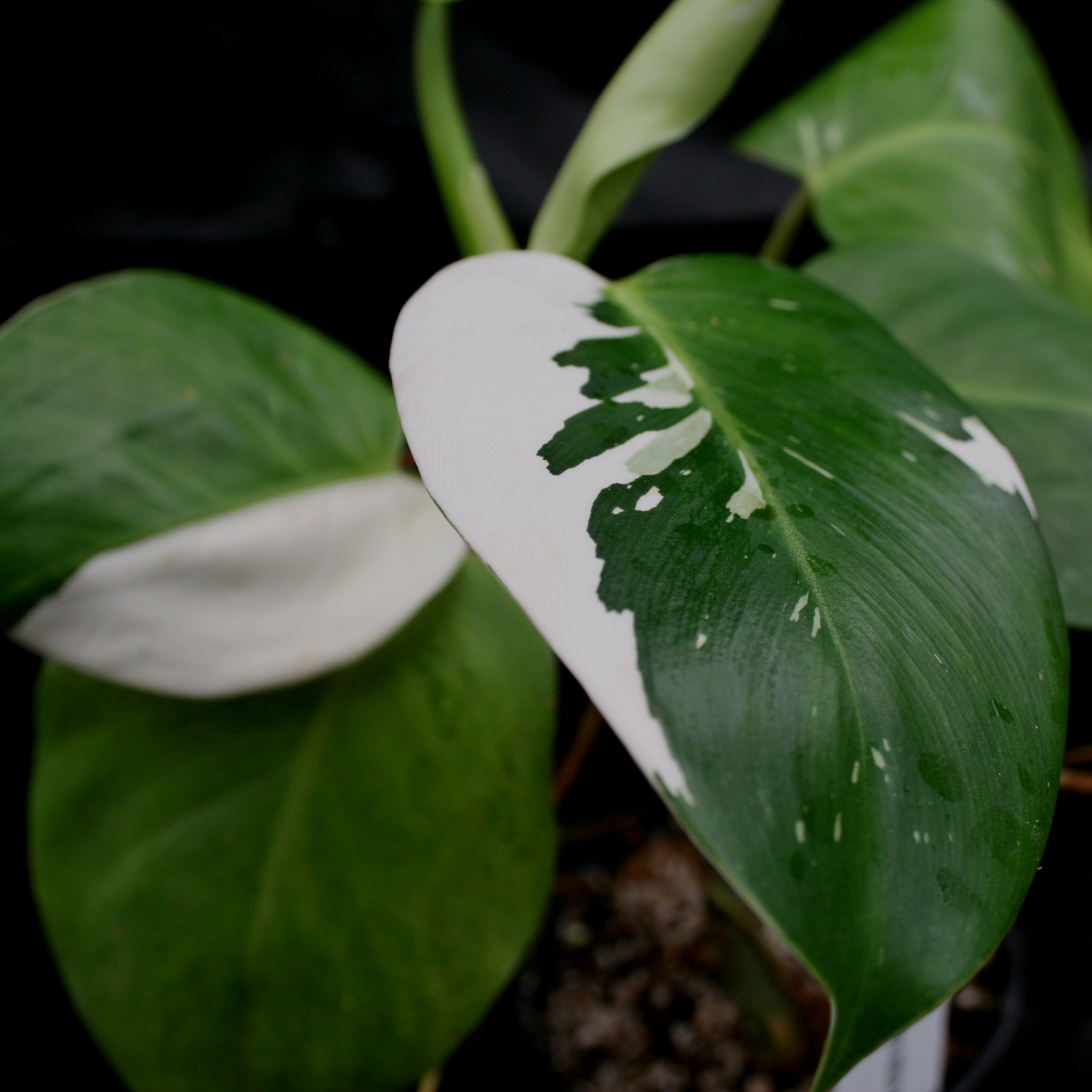 philodendron white wizard vs white knight Philodendron 'White Wizard' – Carnivero
