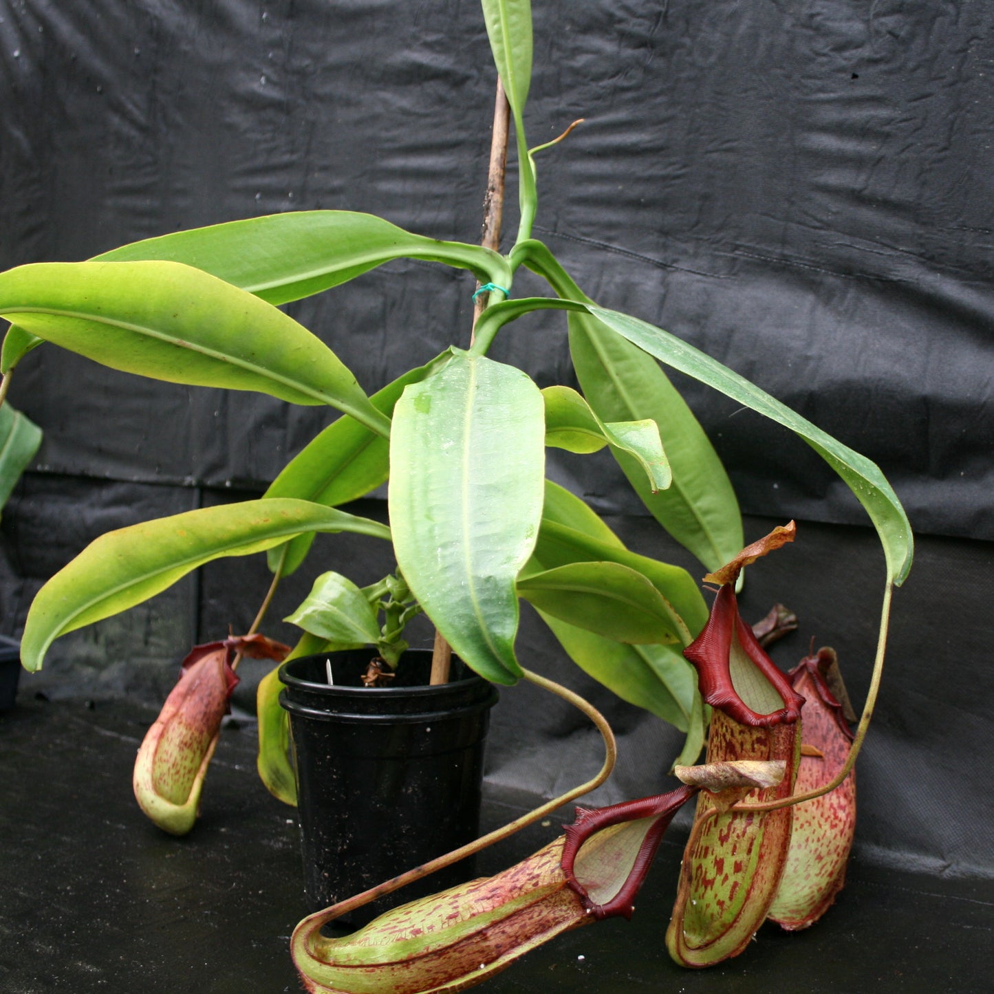 Nepenthes adrianii x maxima, CAR-0041