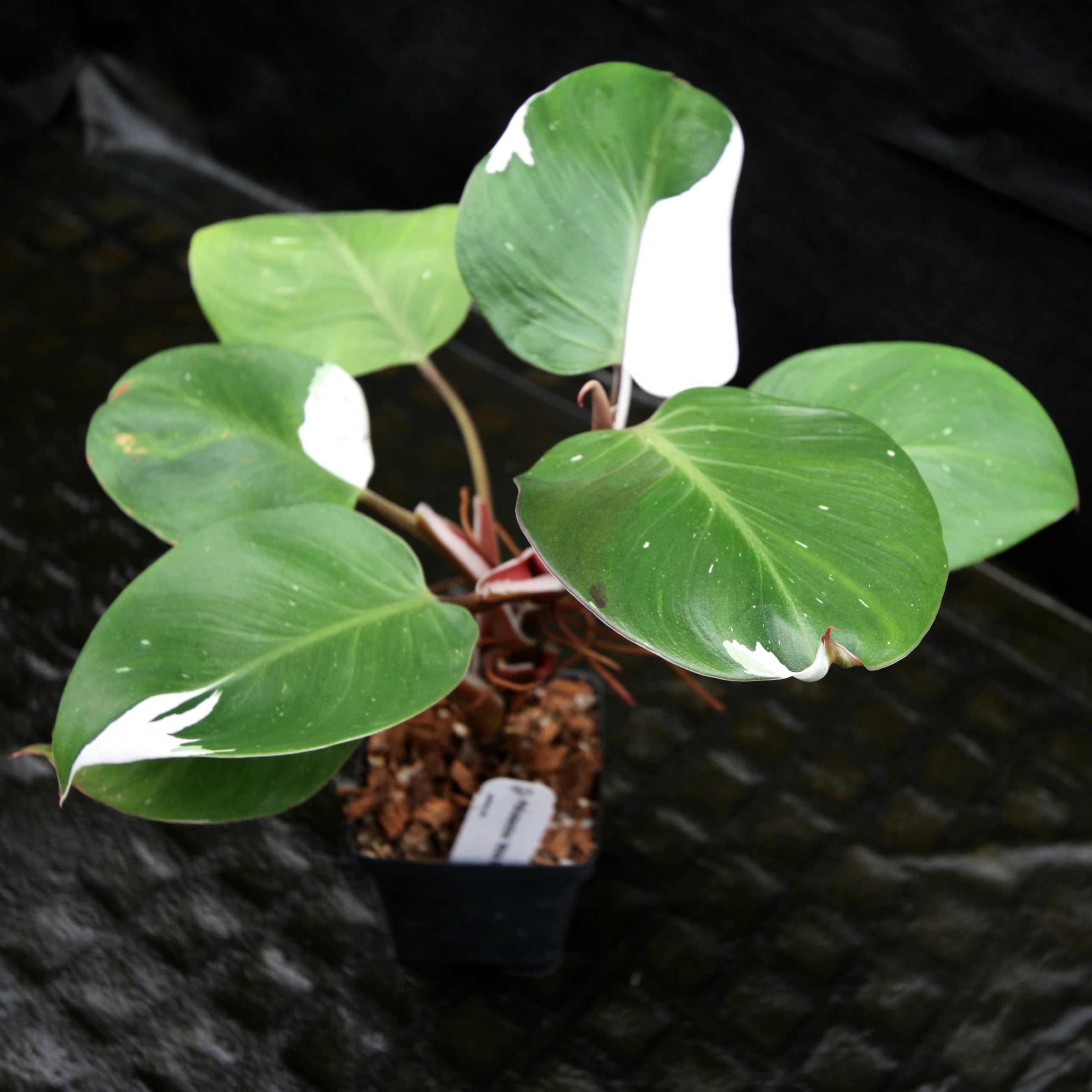 white wizard vs white knight philodendron Philodendron 'White Knight' – Carnivero