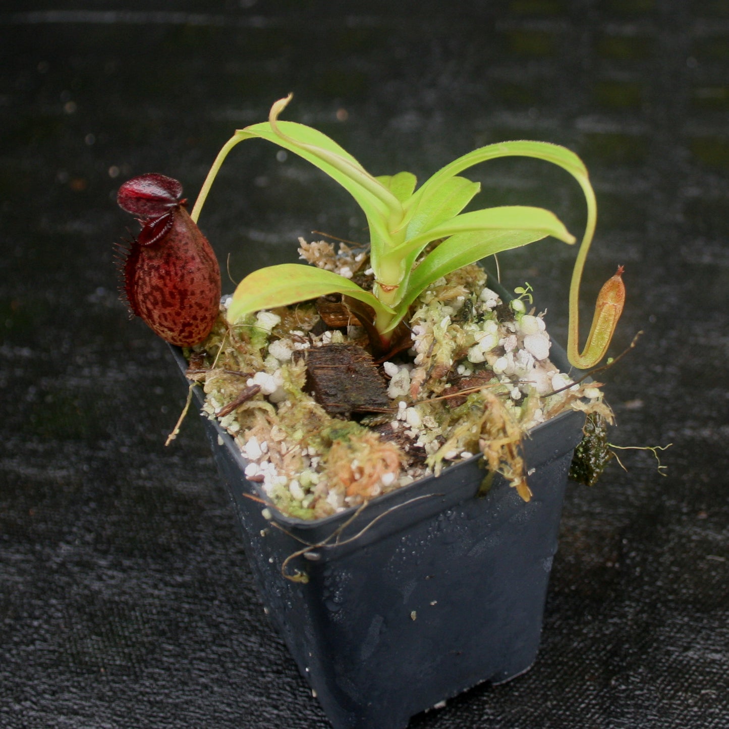 Nepenthes spectabilis x aristolochioides, BE-3663