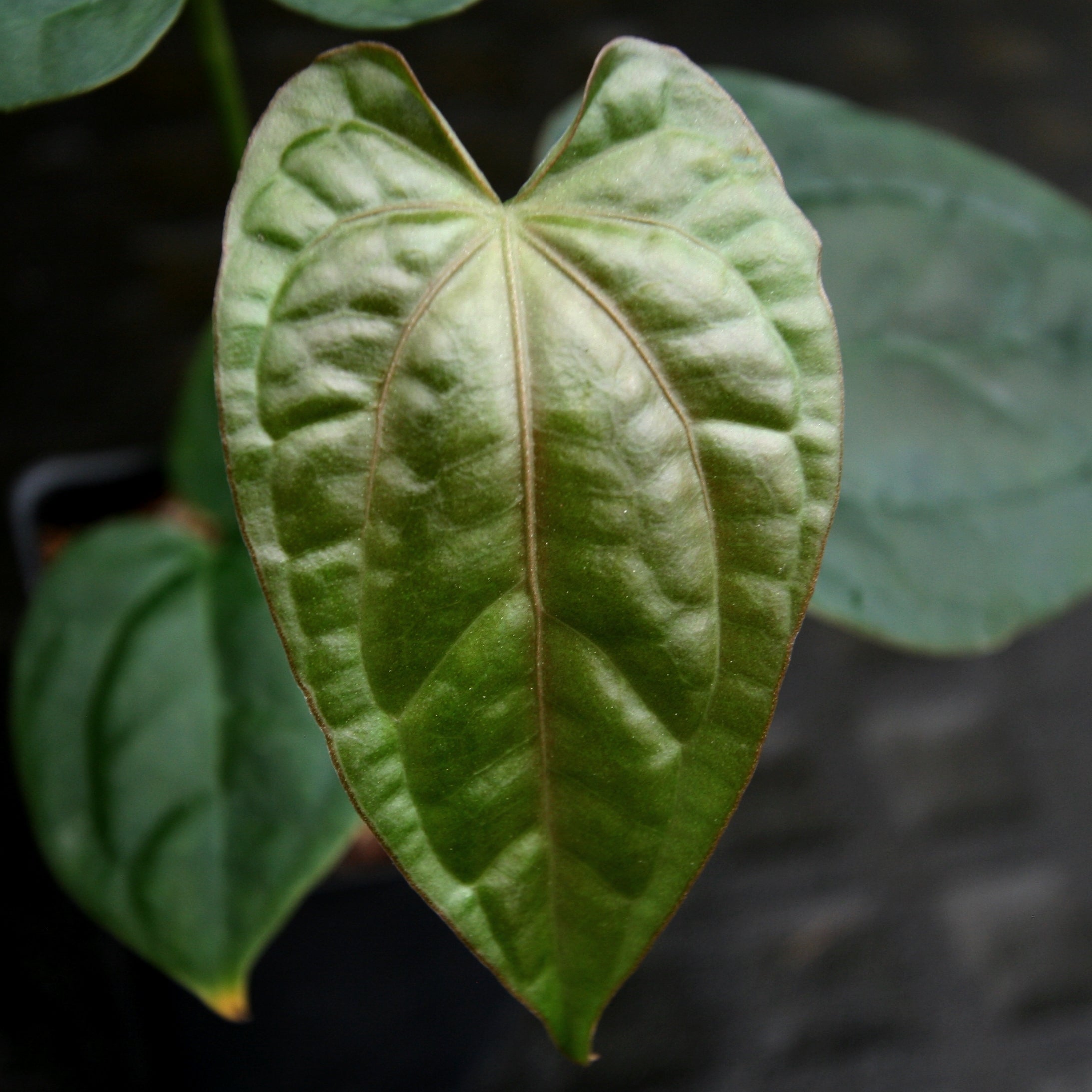 アンスリウム　debilis デビリス anthurium debilis アンスリウム デビリス