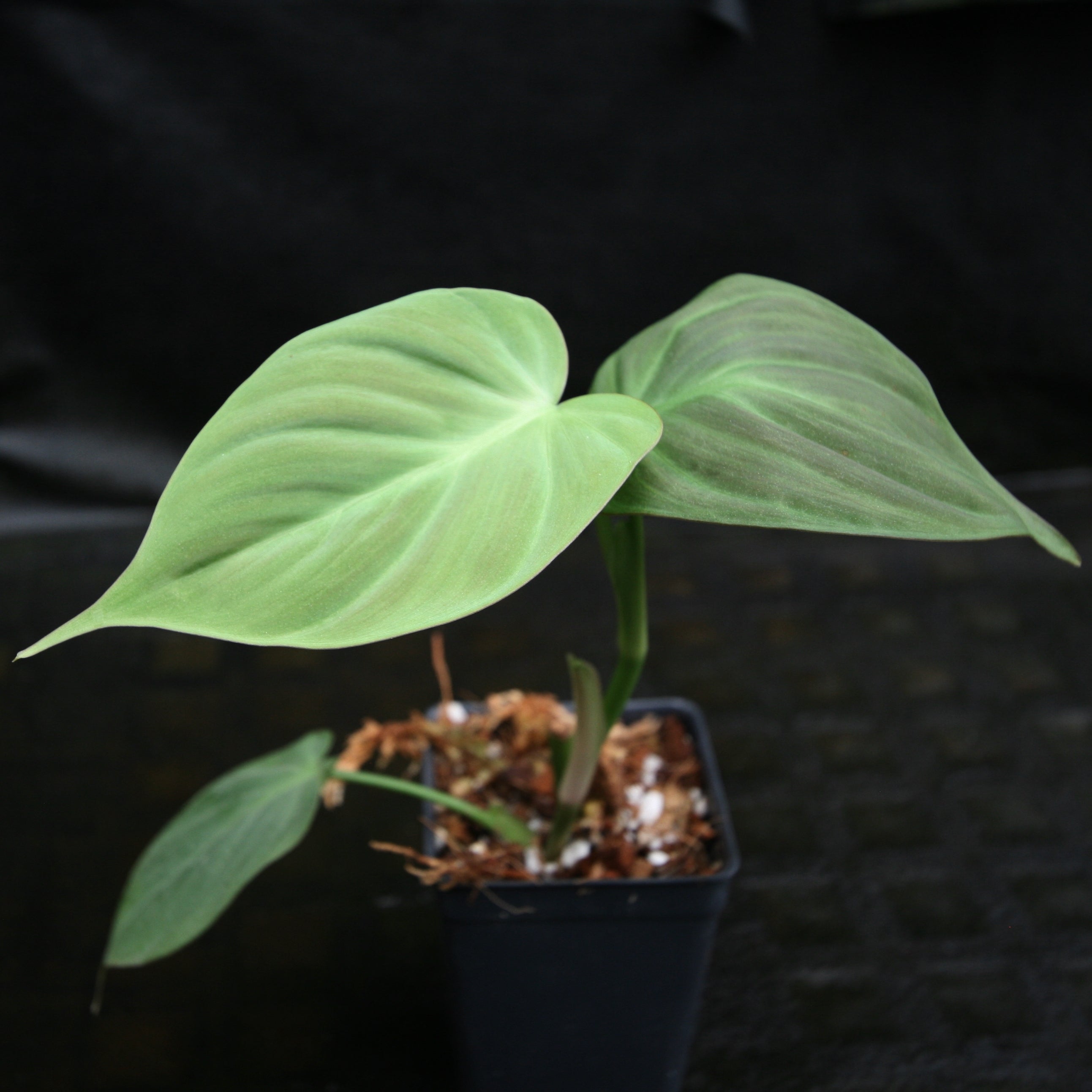 Philodendron camposportoanum – Carnivero
