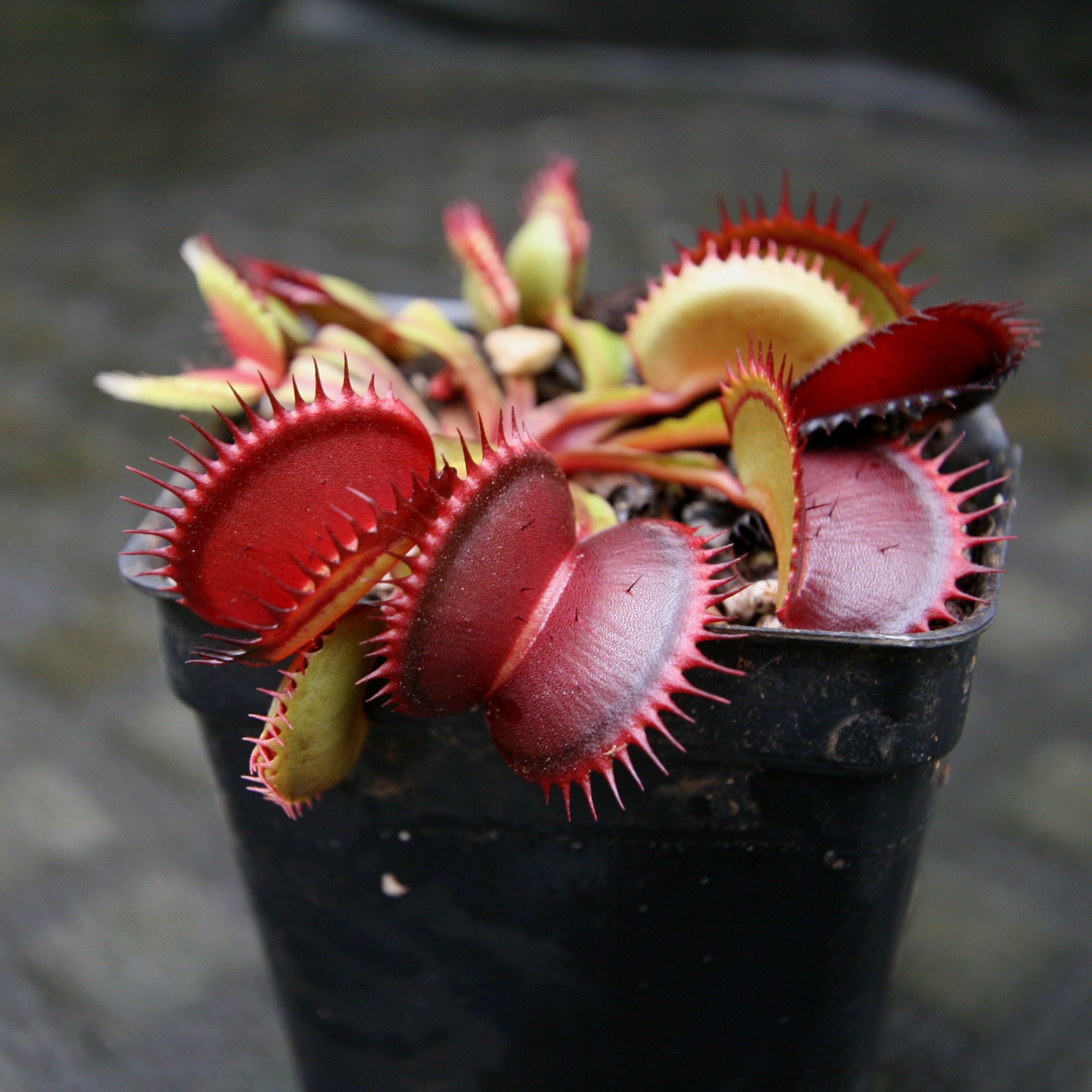 Venus Flytrap- Dionaea muscipula 