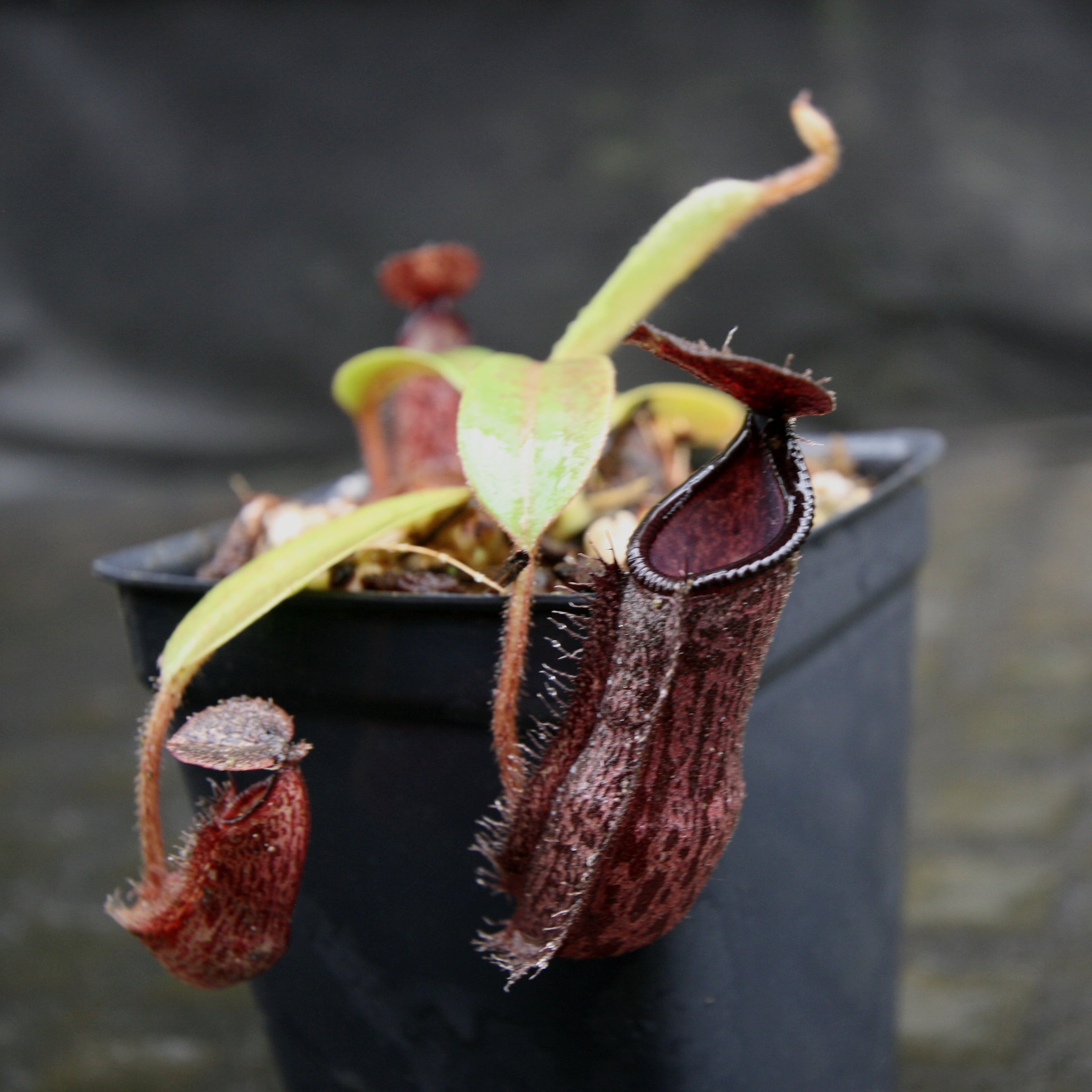 Nepenthes hamata x glandulifera, BE-4501 – Carnivero