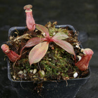Nepenthes (Rokko x boschiana) x {boschiana x [truncata x (northiana x veitchii)]}, CAR-0187, pitcher plant, carnivorous plant, collectors plant, large pitchers, rare plants