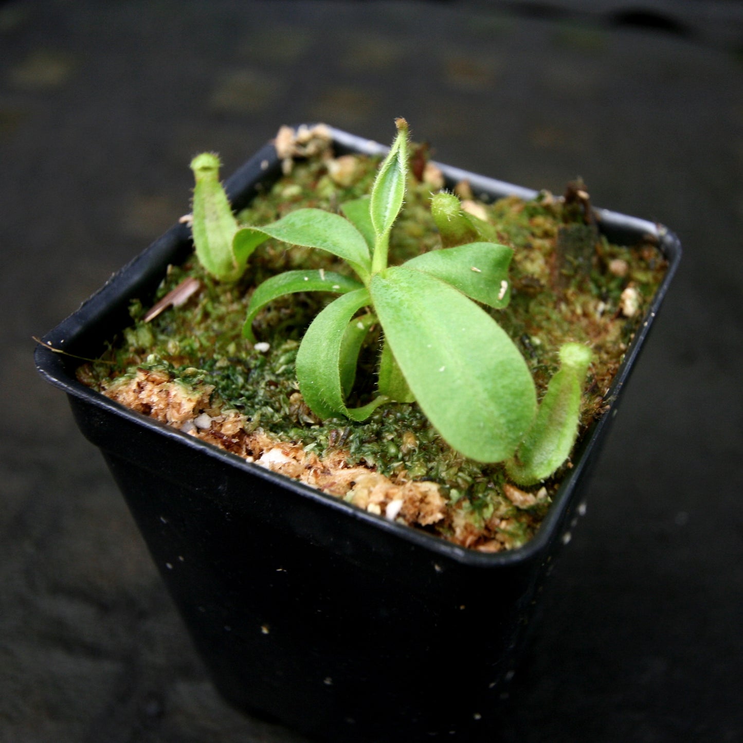 Nepenthes veitchii [(Murud x Candy) -Best Clone x