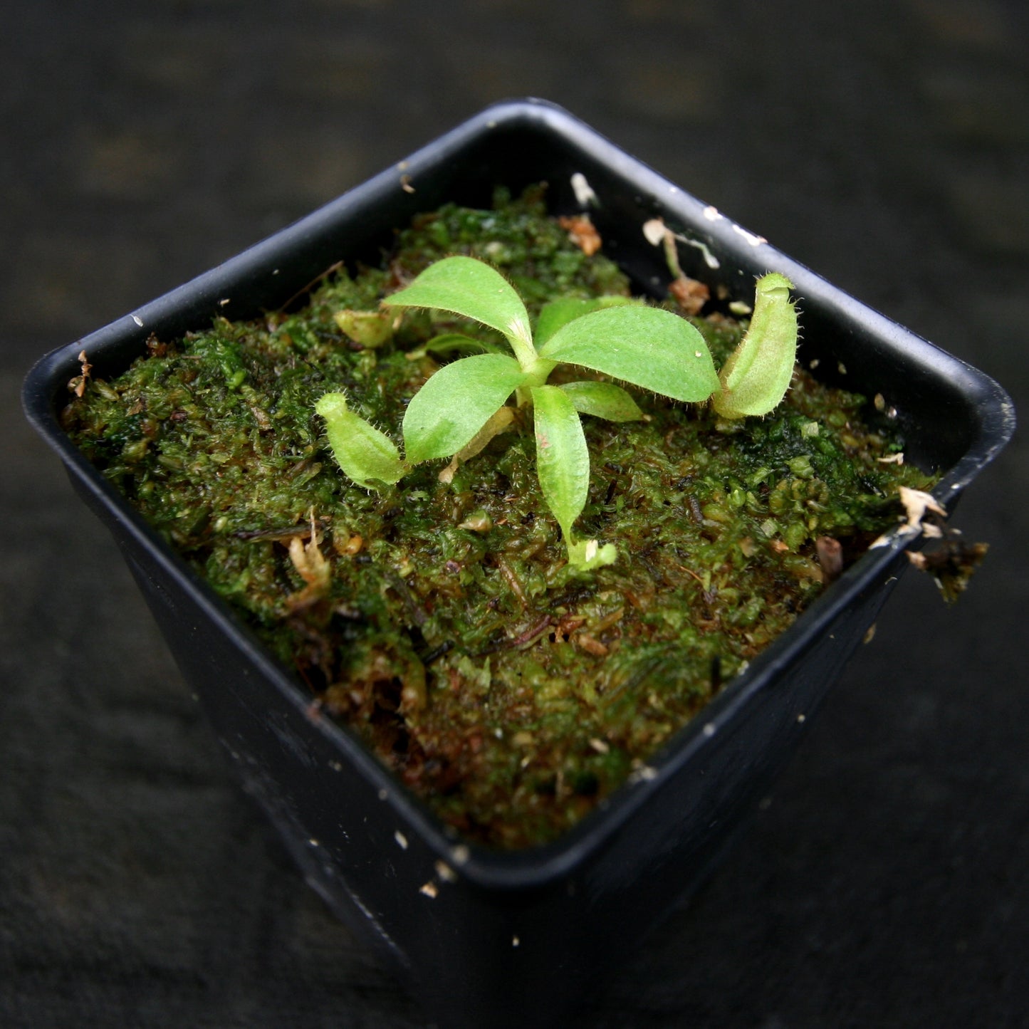 Nepenthes veitchii [(Murud x Candy) -Best Clone x