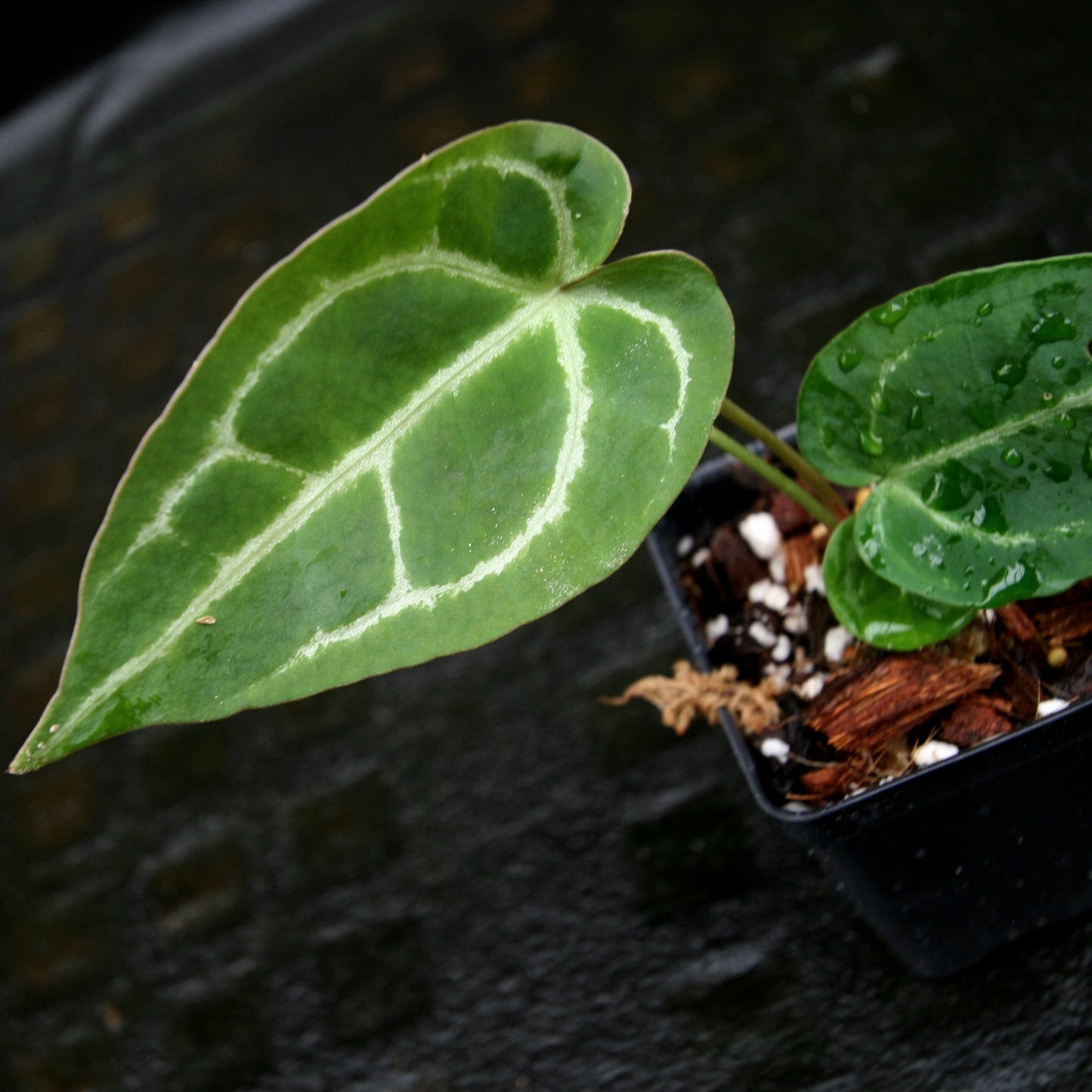 Anthurium crystallinum