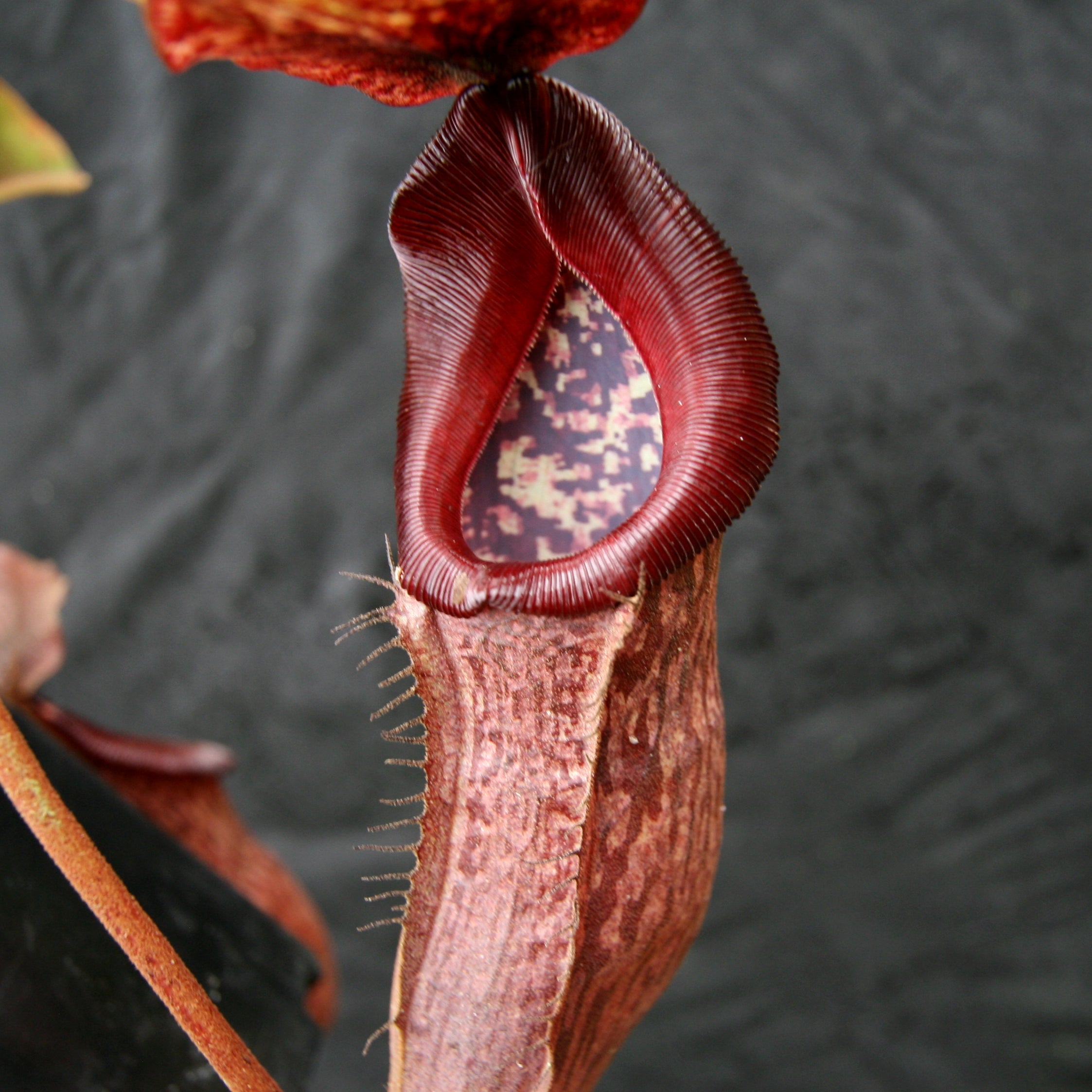 Nepenthes (Rokko x boschiana) x [(lowii x veitchii) x boschiana