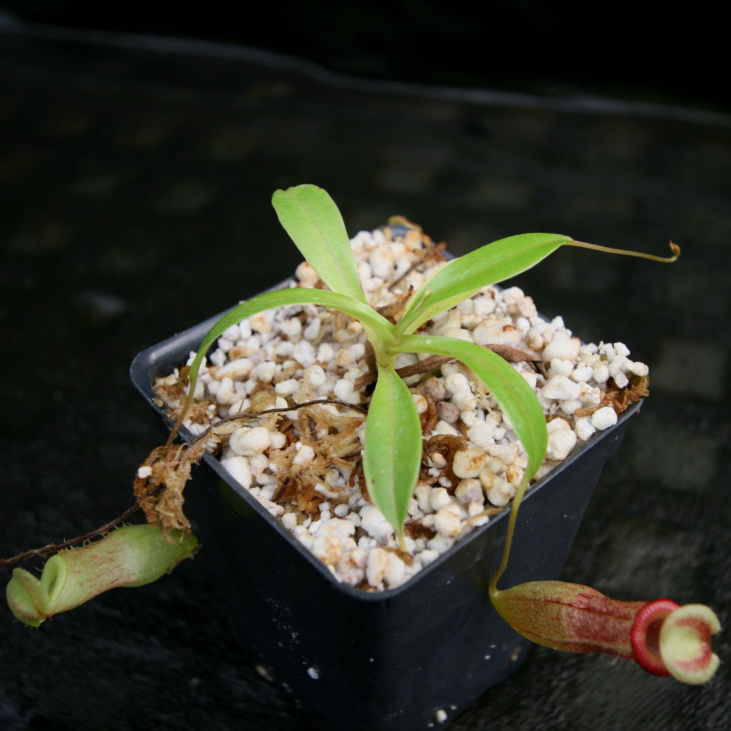 Nepenthes burkei x flava, BE-4046