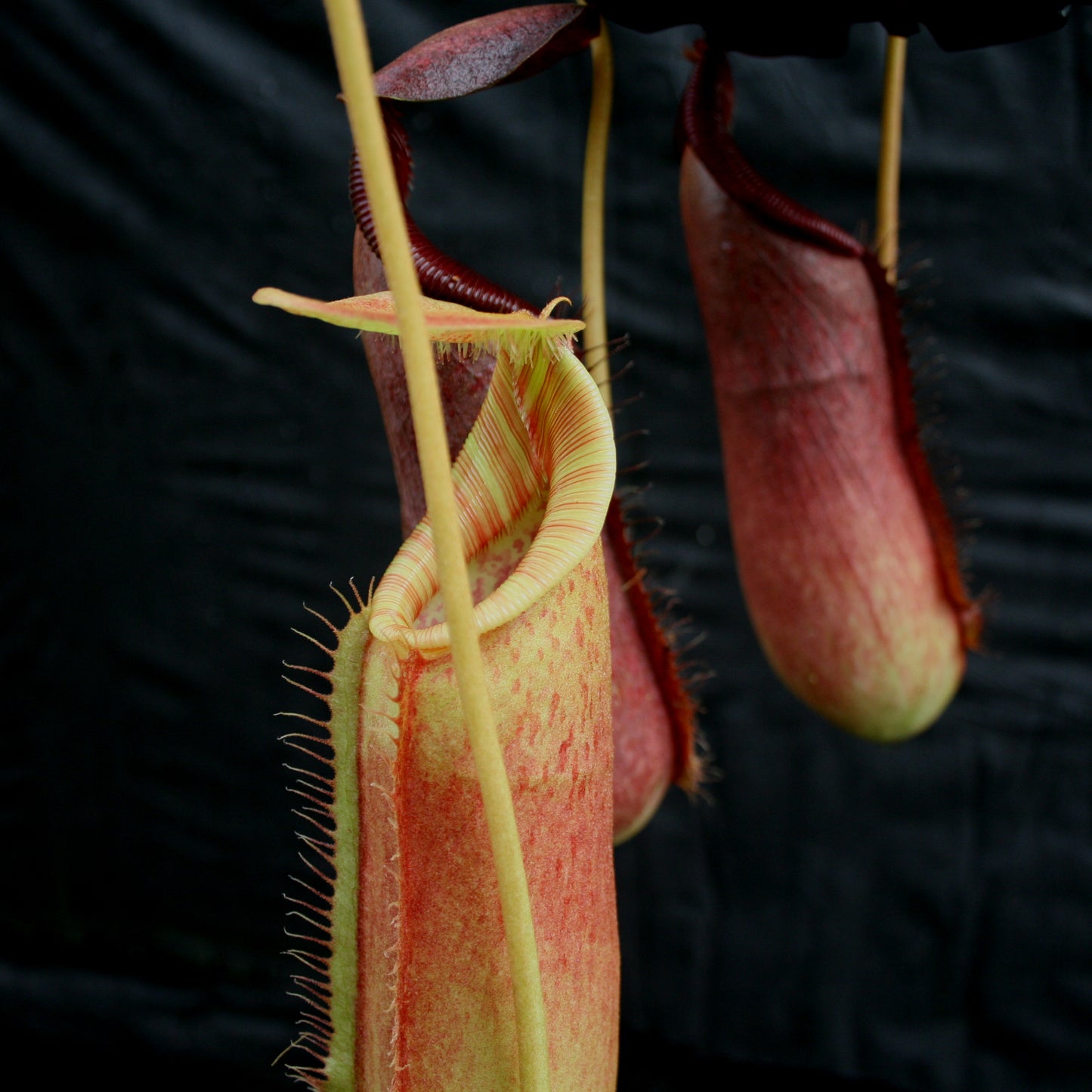 Nepenthes (spathulata x spectabilis)