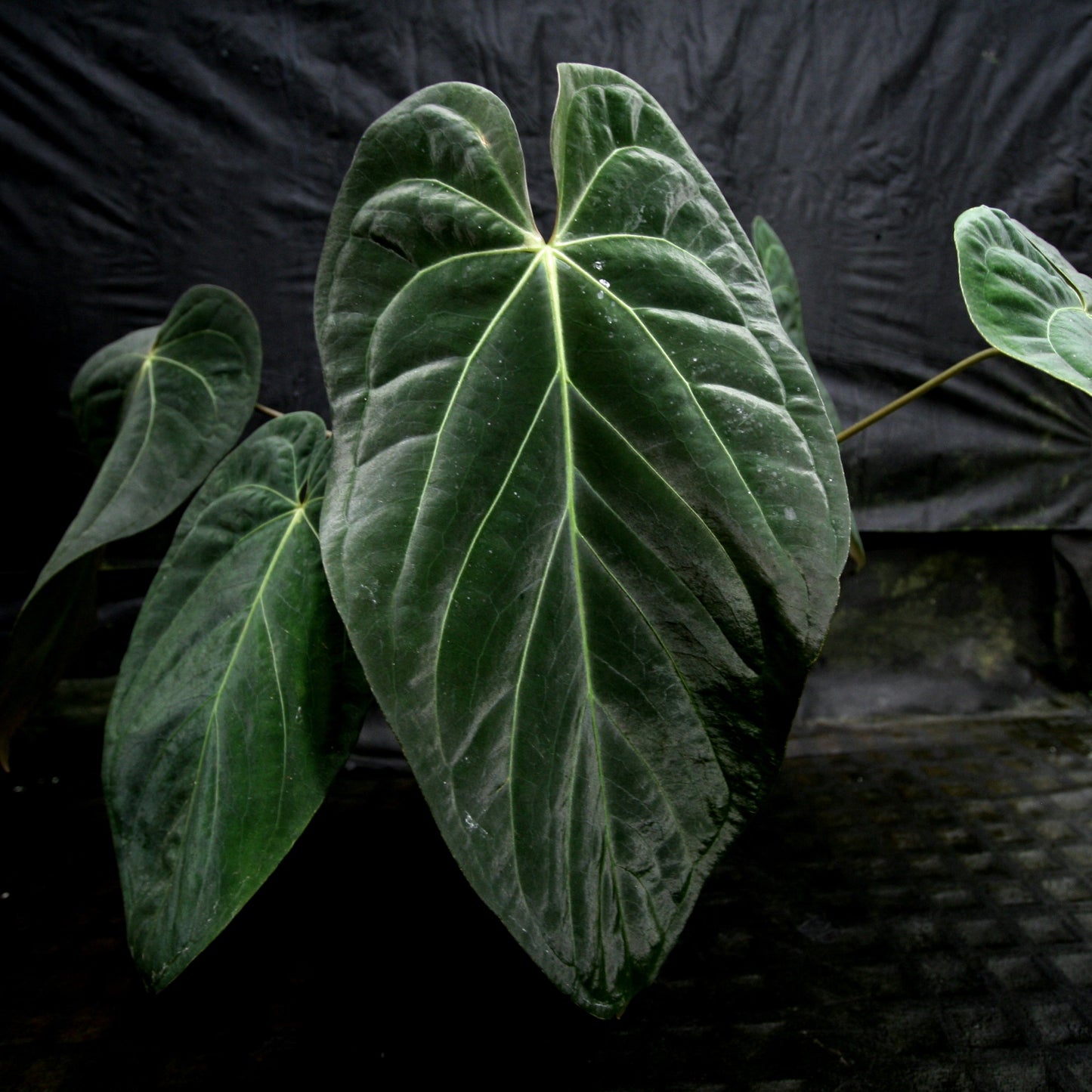 Anthurium crystallinum Dark x papillilaminum, CAR-0241 - wholesale