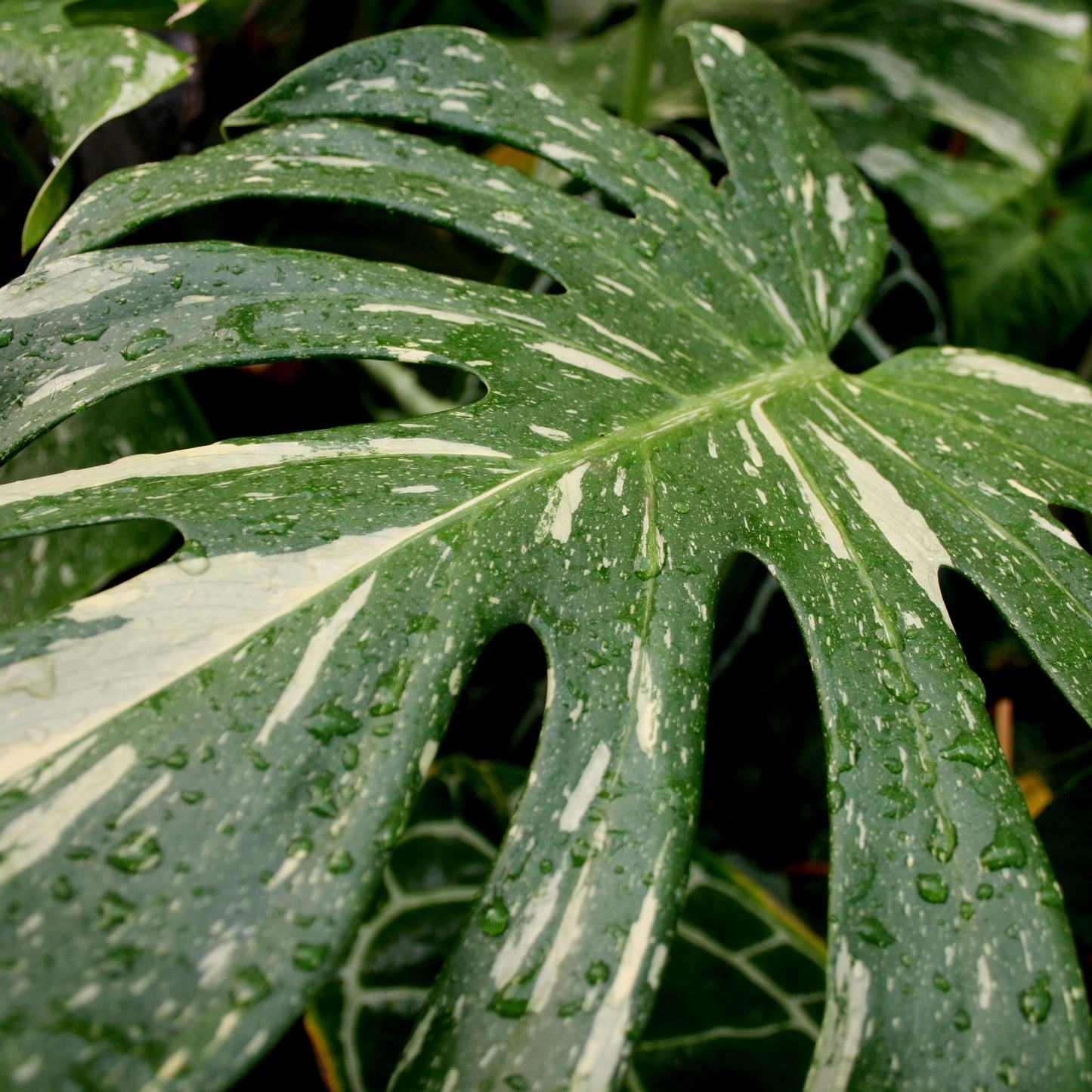Monstera deliciosa 'Thai Constellation'