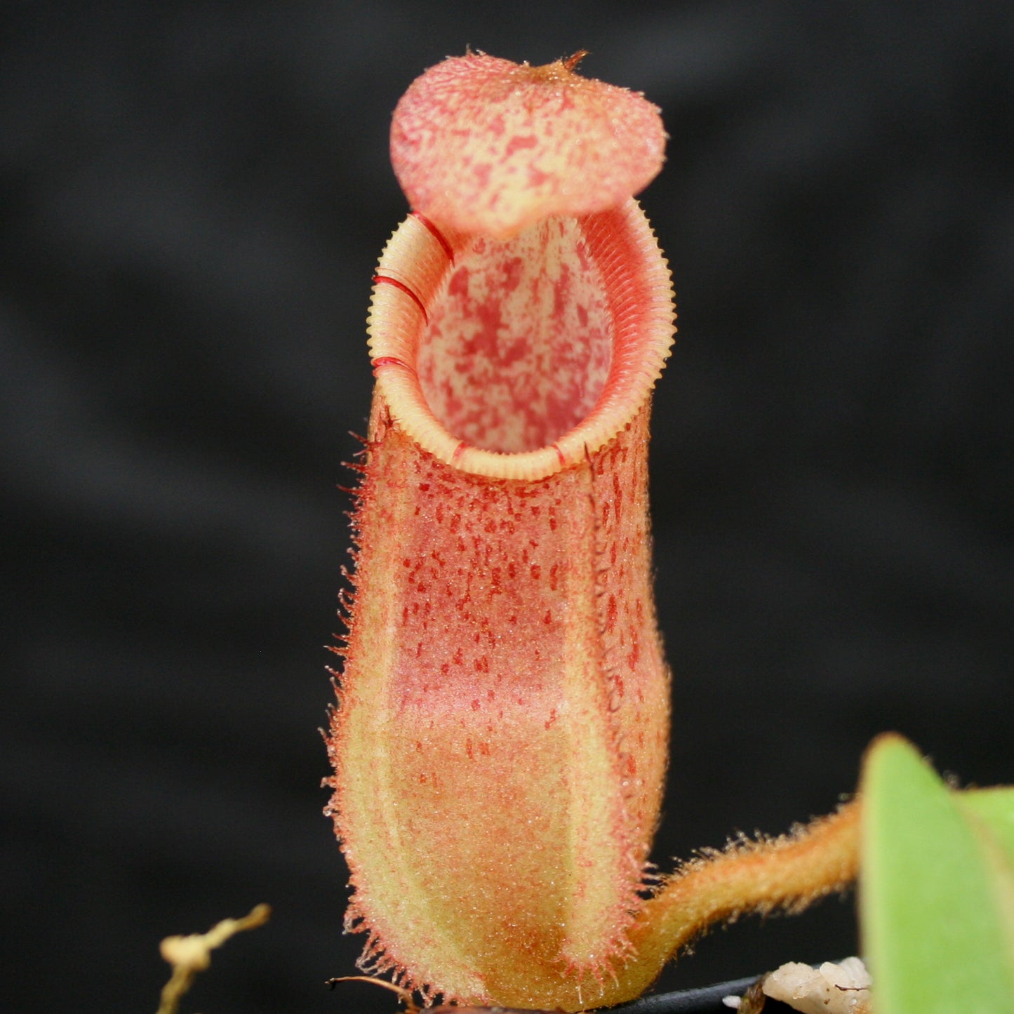 Nepenthes hamata x veitchii
