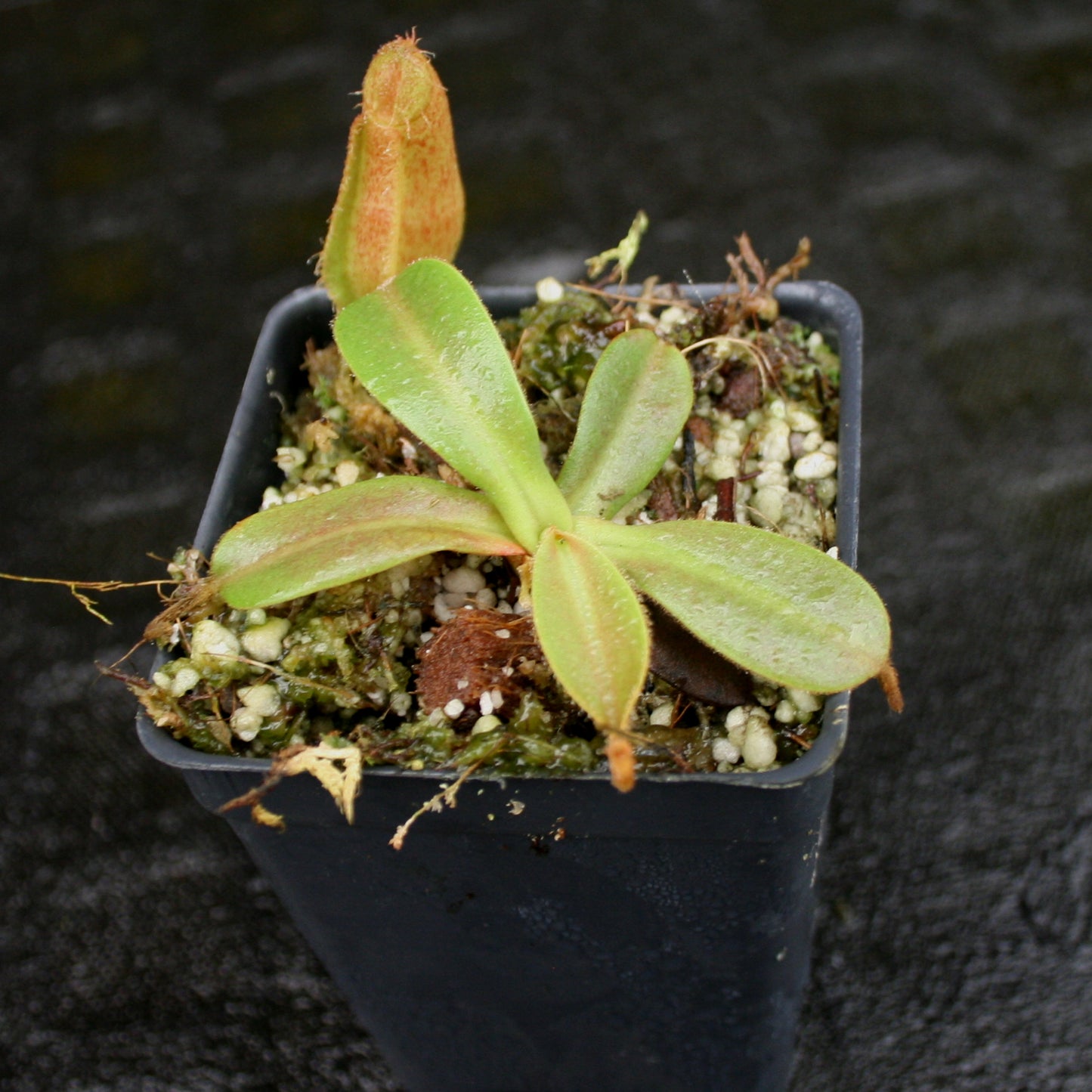Nepenthes hamata x veitchii